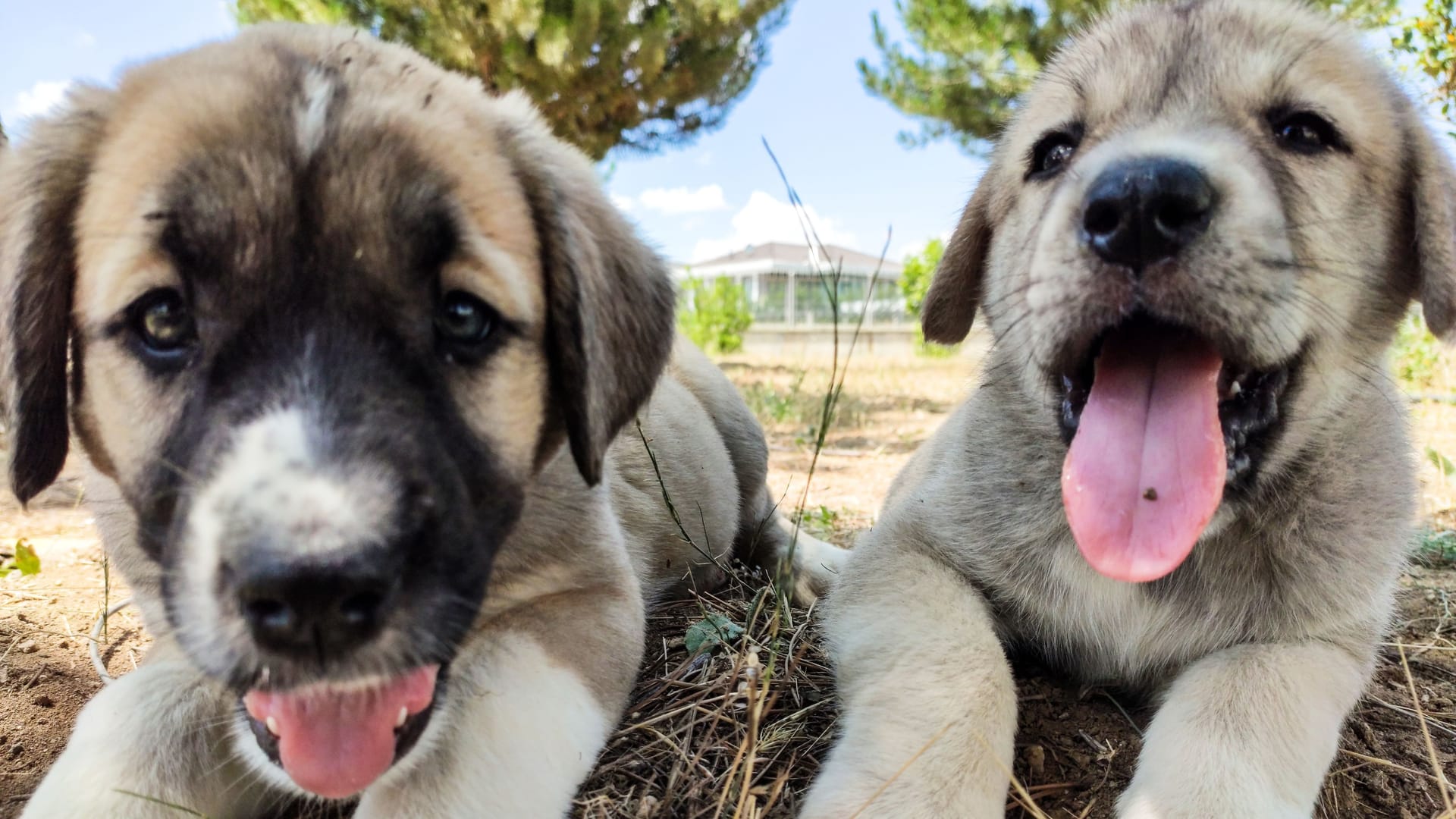 Kangal-Welpen (Symbolbild): Die Kleinen brauchen erstmal viel Ruhe.