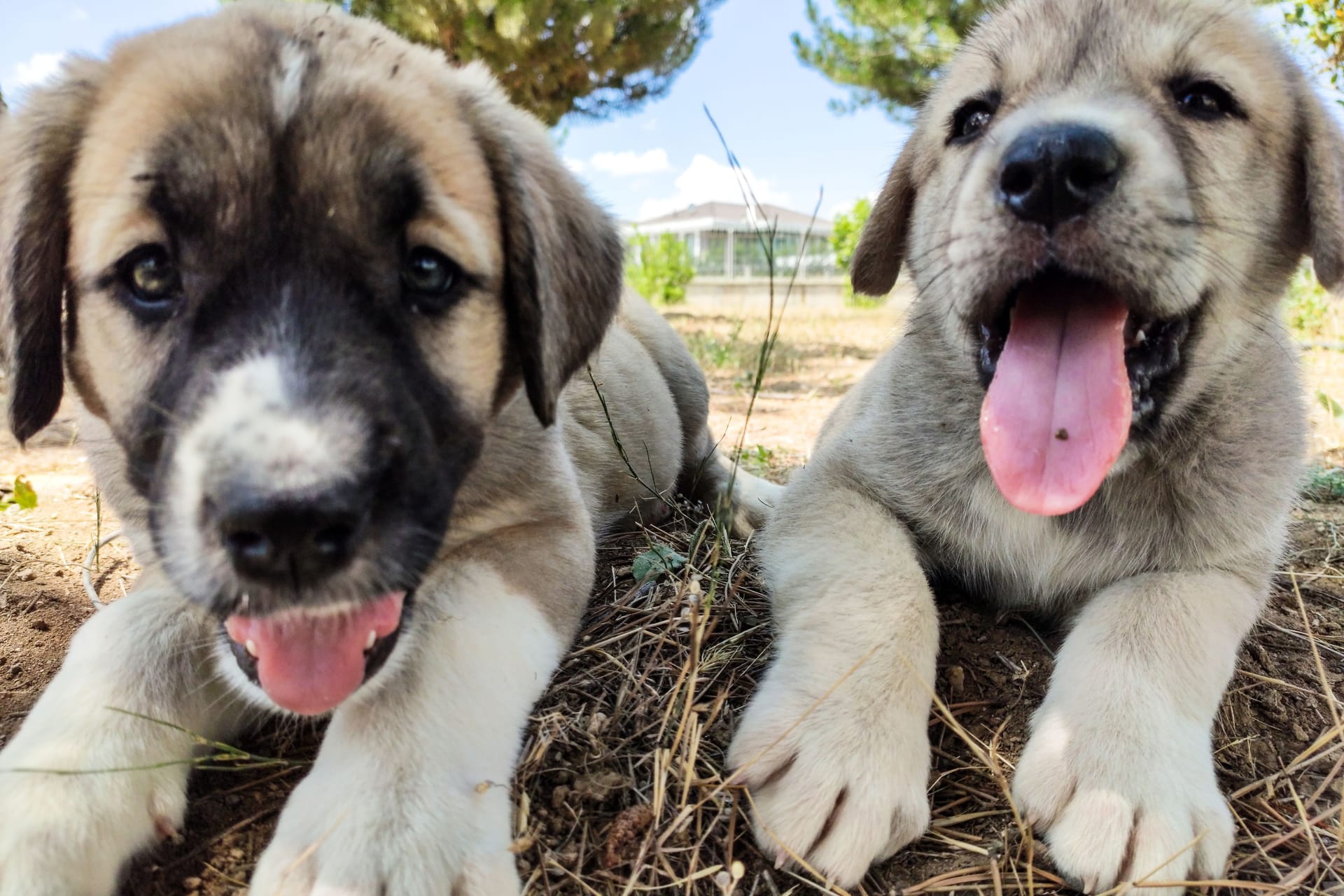 Kangal-Welpen (Symbolbild): Die Kleinen brauchen erstmal viel Ruhe.