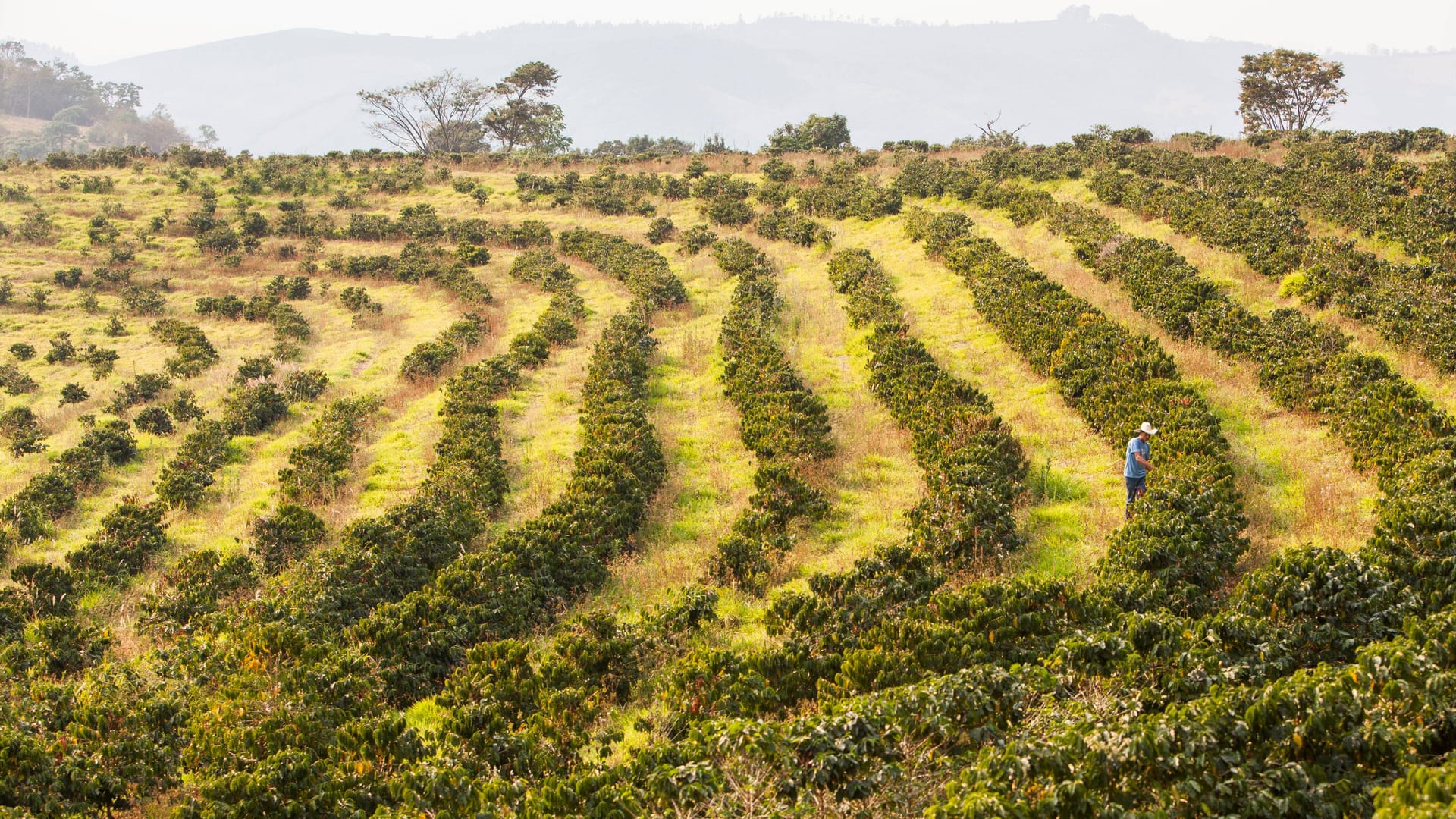 Kaffeeplantage: Der Klimawandel bedroht die Kaffeeernte.