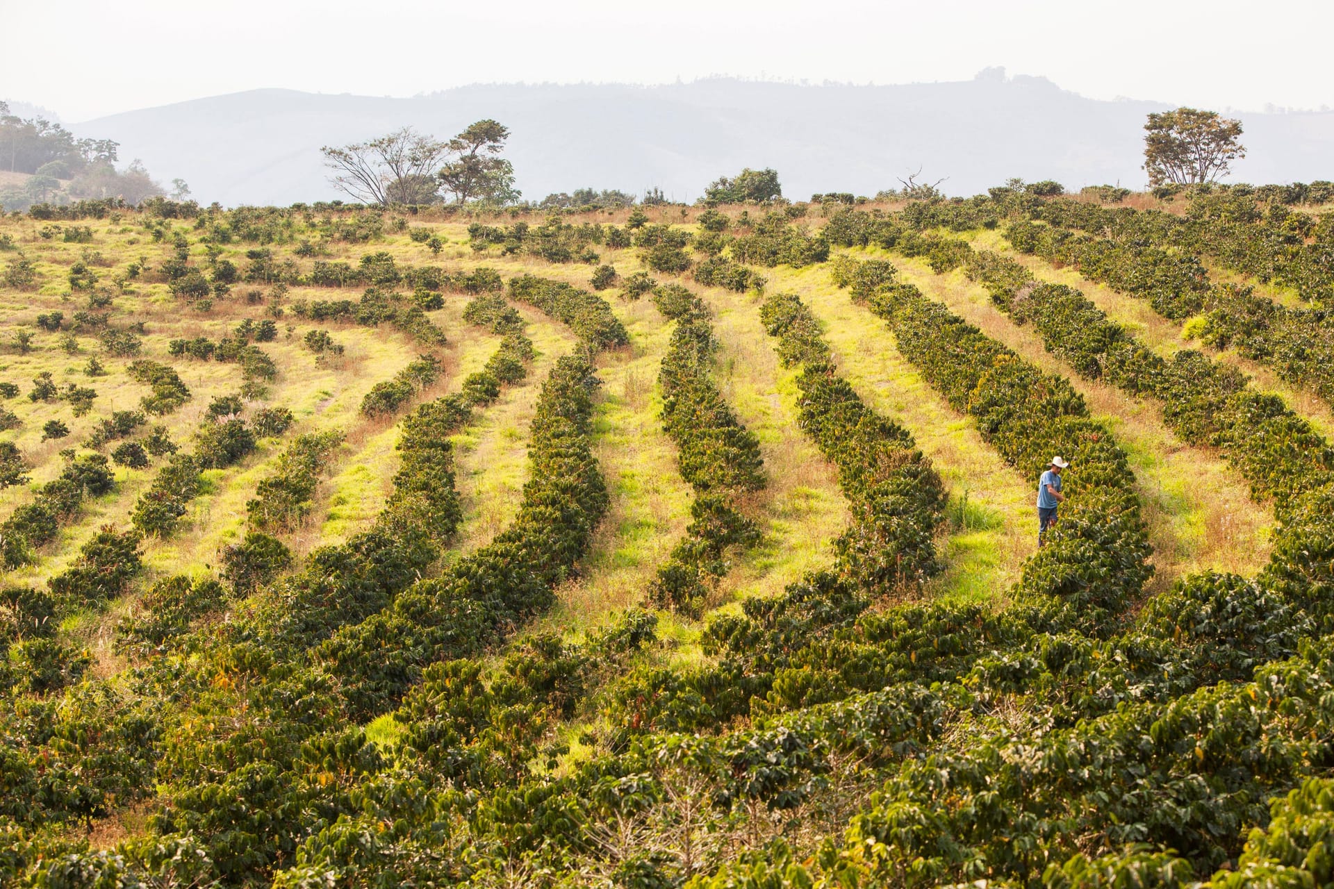 Kaffeeplantage: Der Klimawandel bedroht die Kaffeeernte.