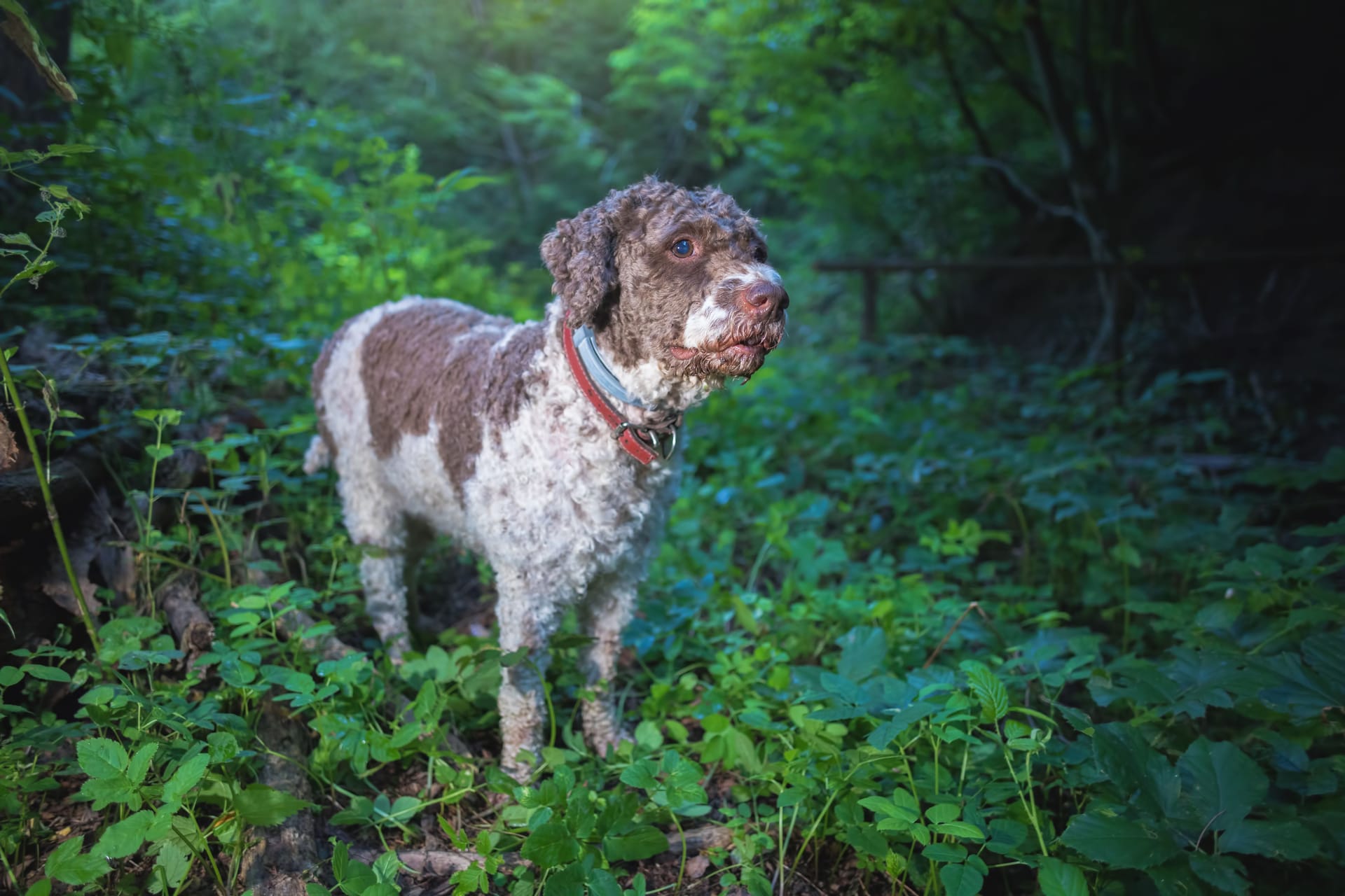 dog searching for truffles in the woods