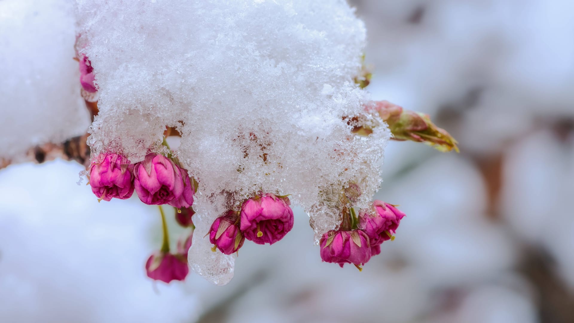 Der Graus eines jeden Gärtners: Die Obstbäume blühen bereits, doch es kommt wieder Frost. Mit diesem Amazon-Schnäppchen können Sie Ihre Bäume schützen. (Symbolbild)