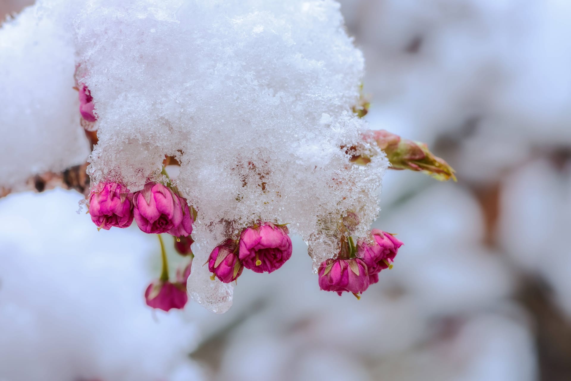 Der Graus eines jeden Gärtners: Die Obstbäume blühen bereits, doch es kommt wieder Frost. Mit diesem Amazon-Schnäppchen können Sie Ihre Bäume schützen. (Symbolbild)