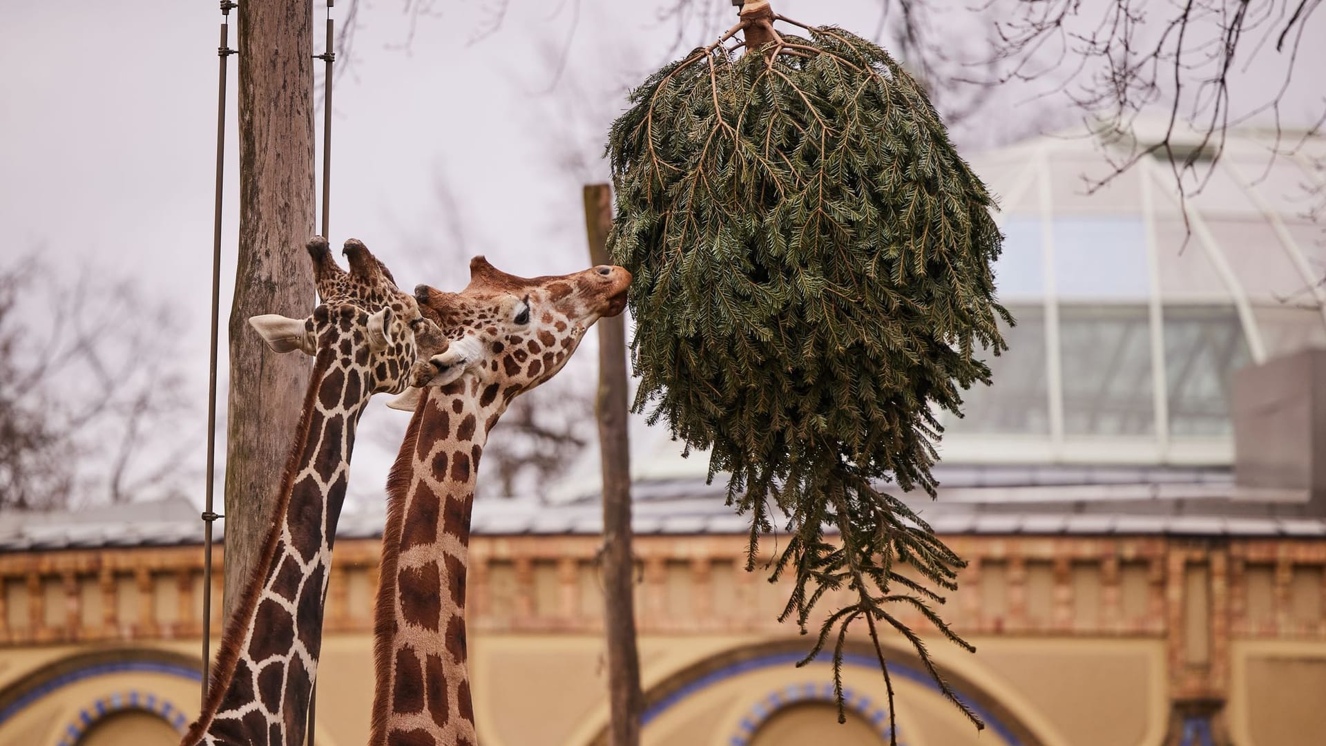 Weihnachtsbaum-Fütterung im Zoo Berlin