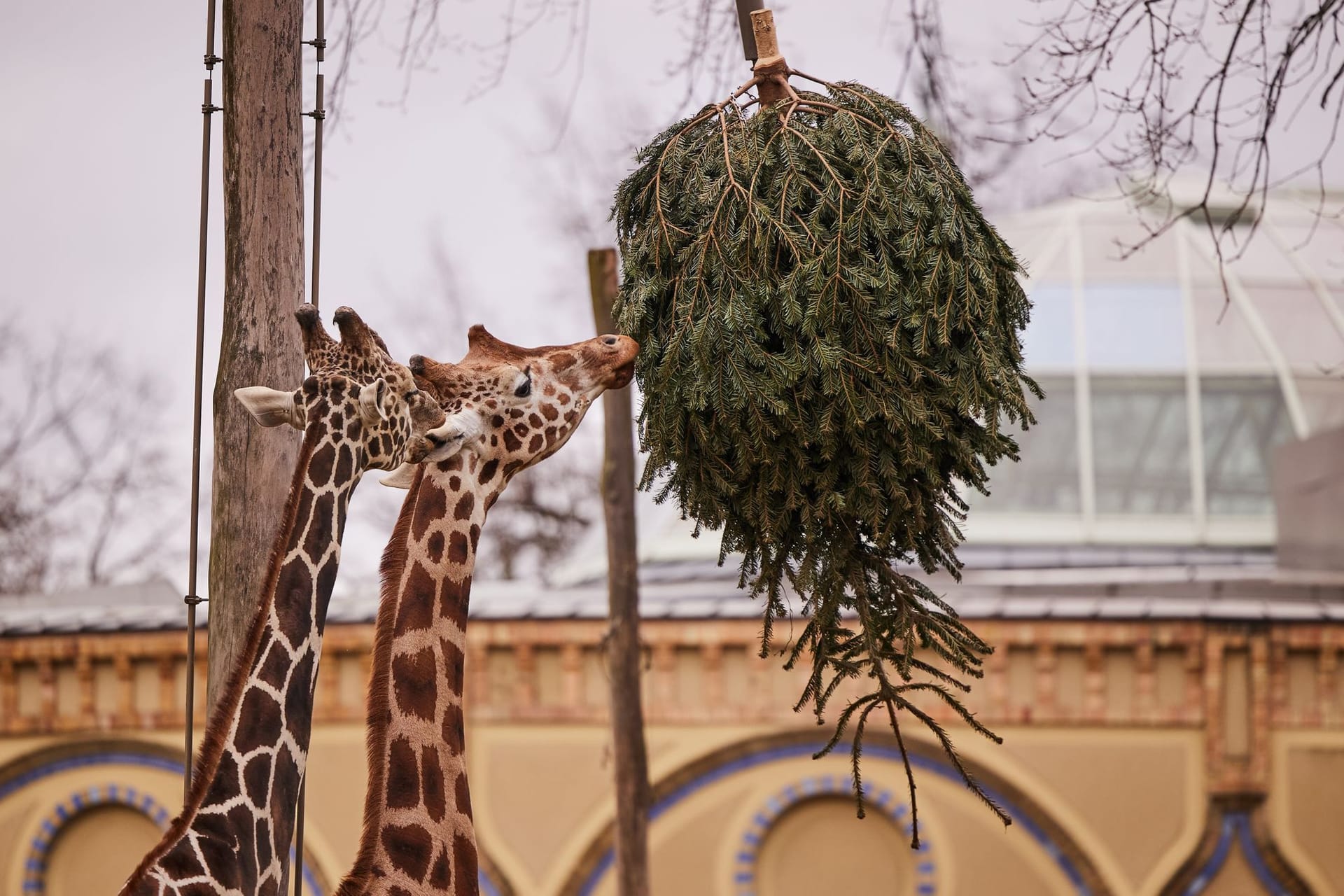 Weihnachtsbaum-Fütterung im Zoo Berlin