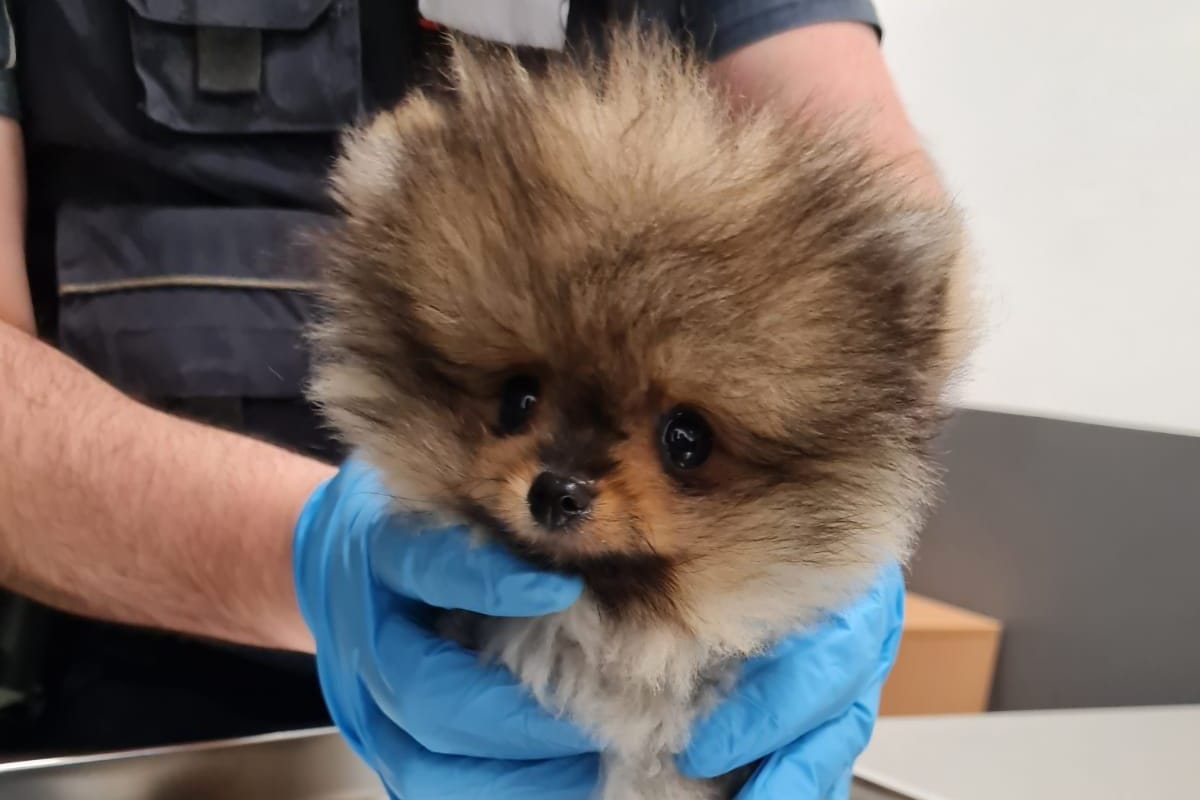 Geschmuggelter Hundewelpe am Flughafen Köln/Bonn.