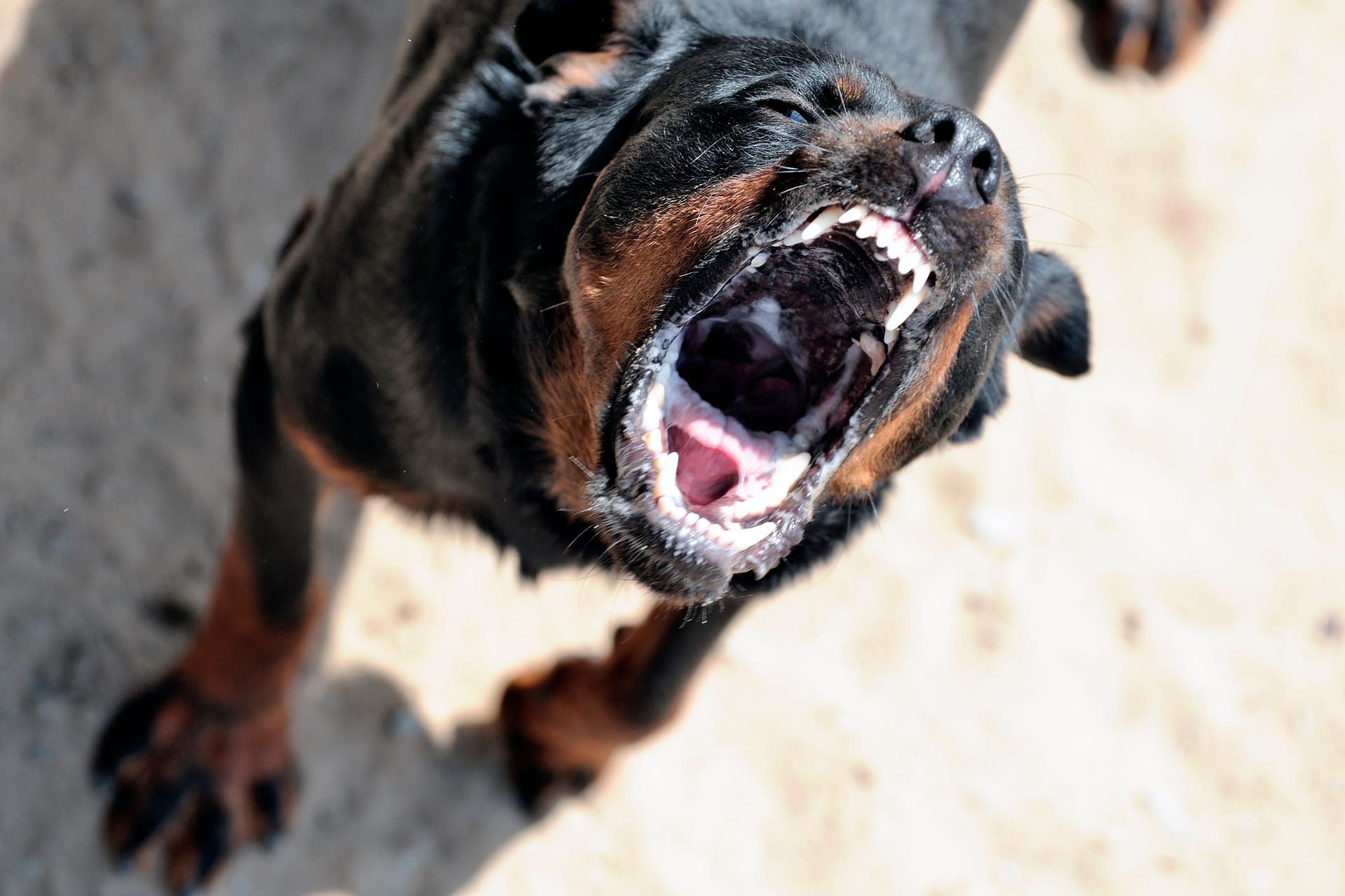 Tierschützer schlagen Alarm: Die über 500 Tierheime in Deutschland sollen unter akuter Finanznot leiden. IM BILD: Rottweiler Herr Nico Polo im Tierheim Bochum fletscht die Zaehne am Dienstag, 20. Juli 2010.