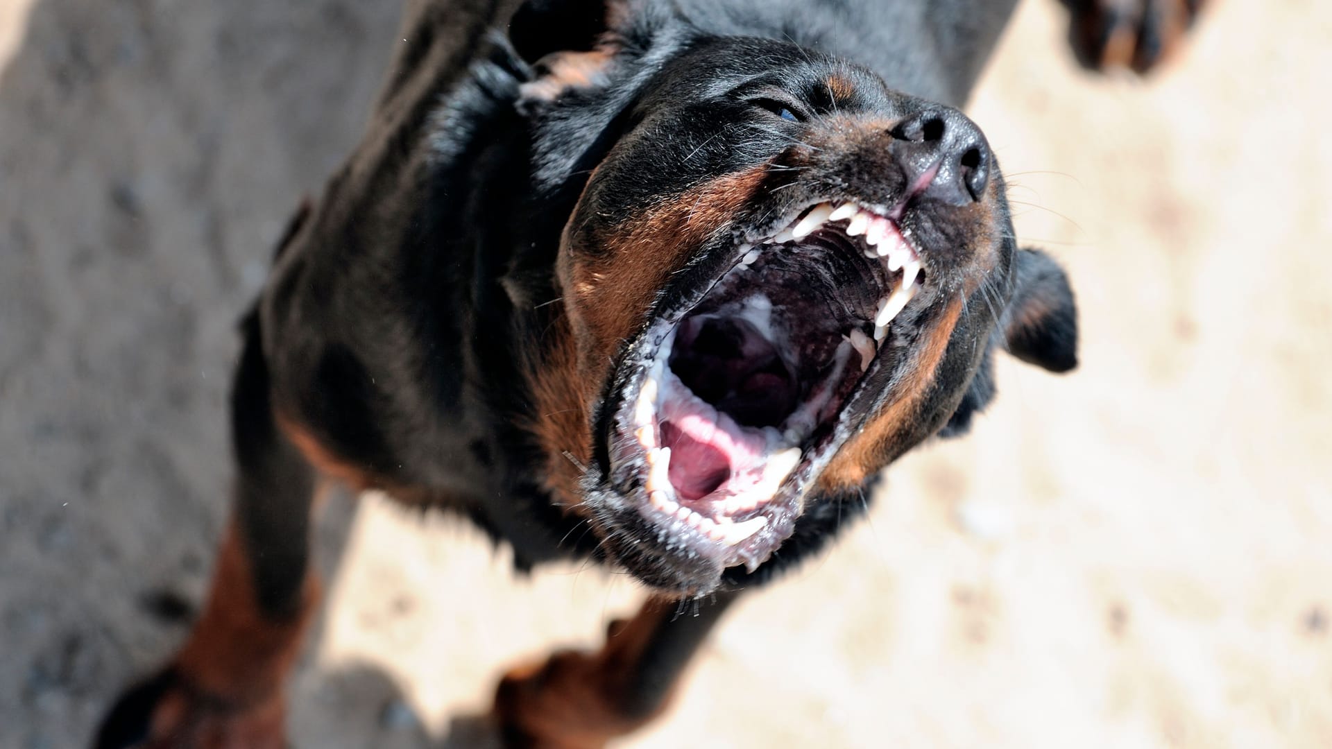 Tierschützer schlagen Alarm: Die über 500 Tierheime in Deutschland sollen unter akuter Finanznot leiden. IM BILD: Rottweiler Herr Nico Polo im Tierheim Bochum fletscht die Zaehne am Dienstag, 20. Juli 2010.