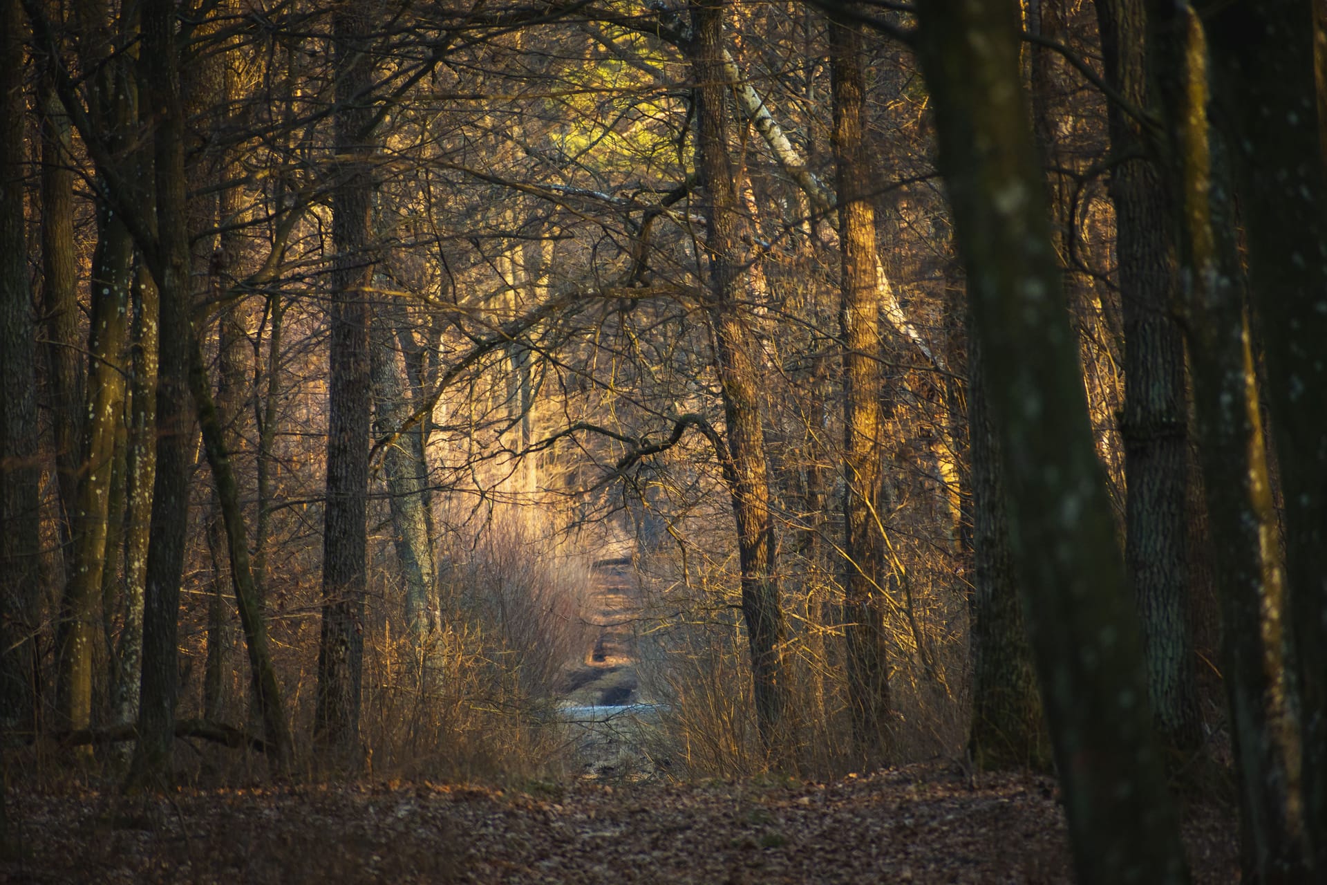 Dunkler Wald (Symbolbild): Das Mausoleum liegt tief verborgen.