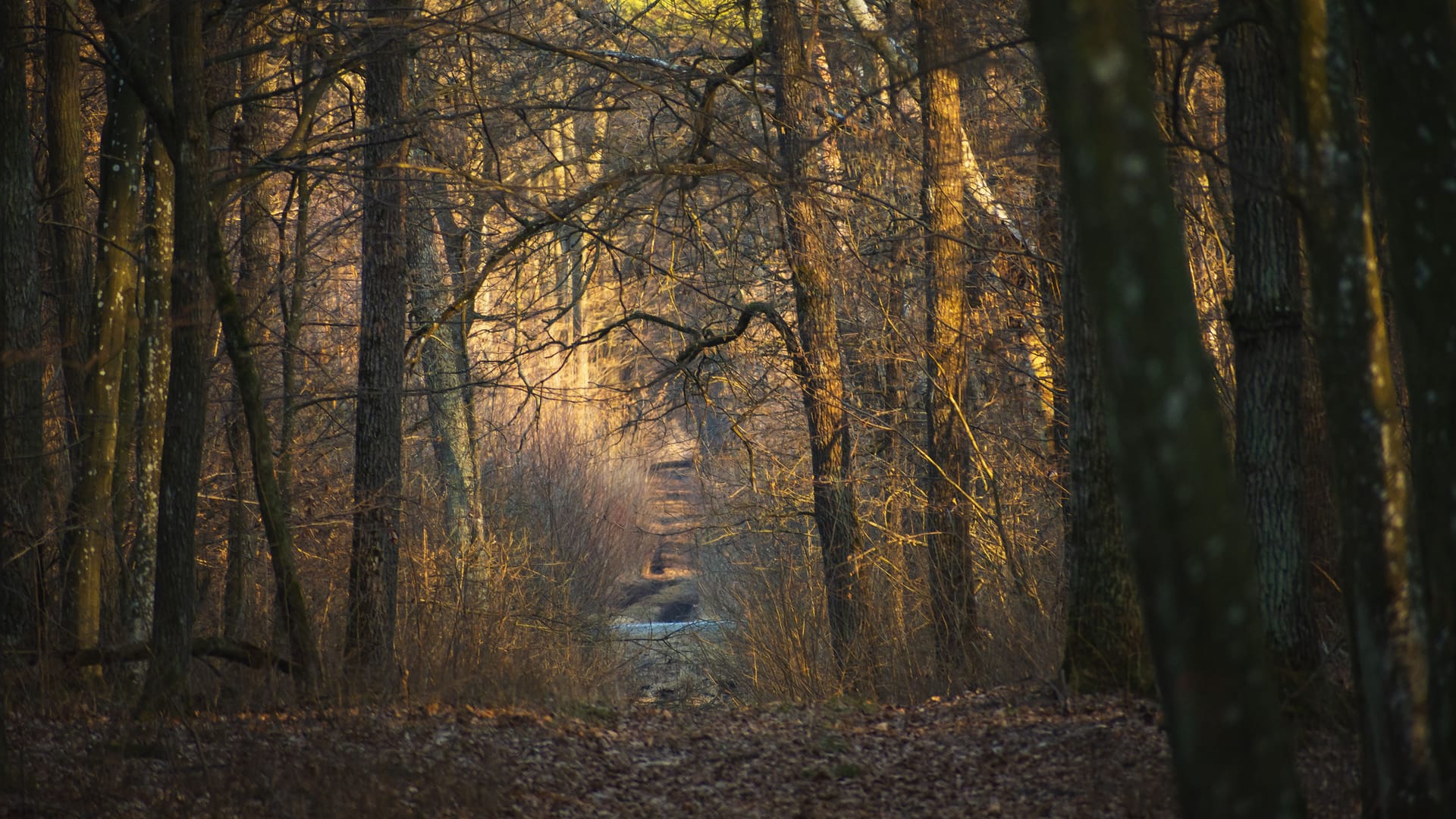 Dunkler Wald (Symbolbild): Das Mausoleum liegt tief verborgen.