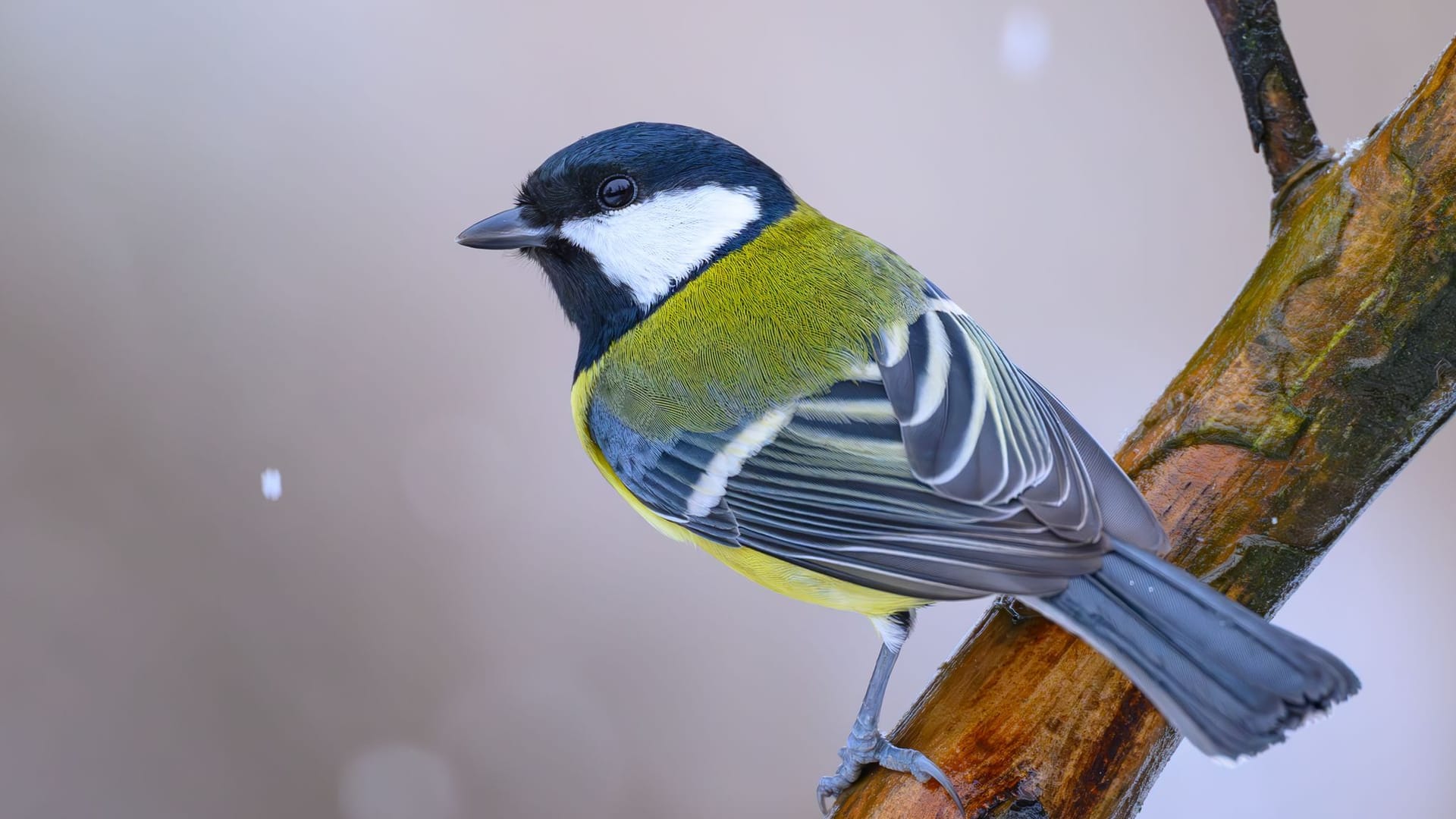 Wintervögel werden gezählt