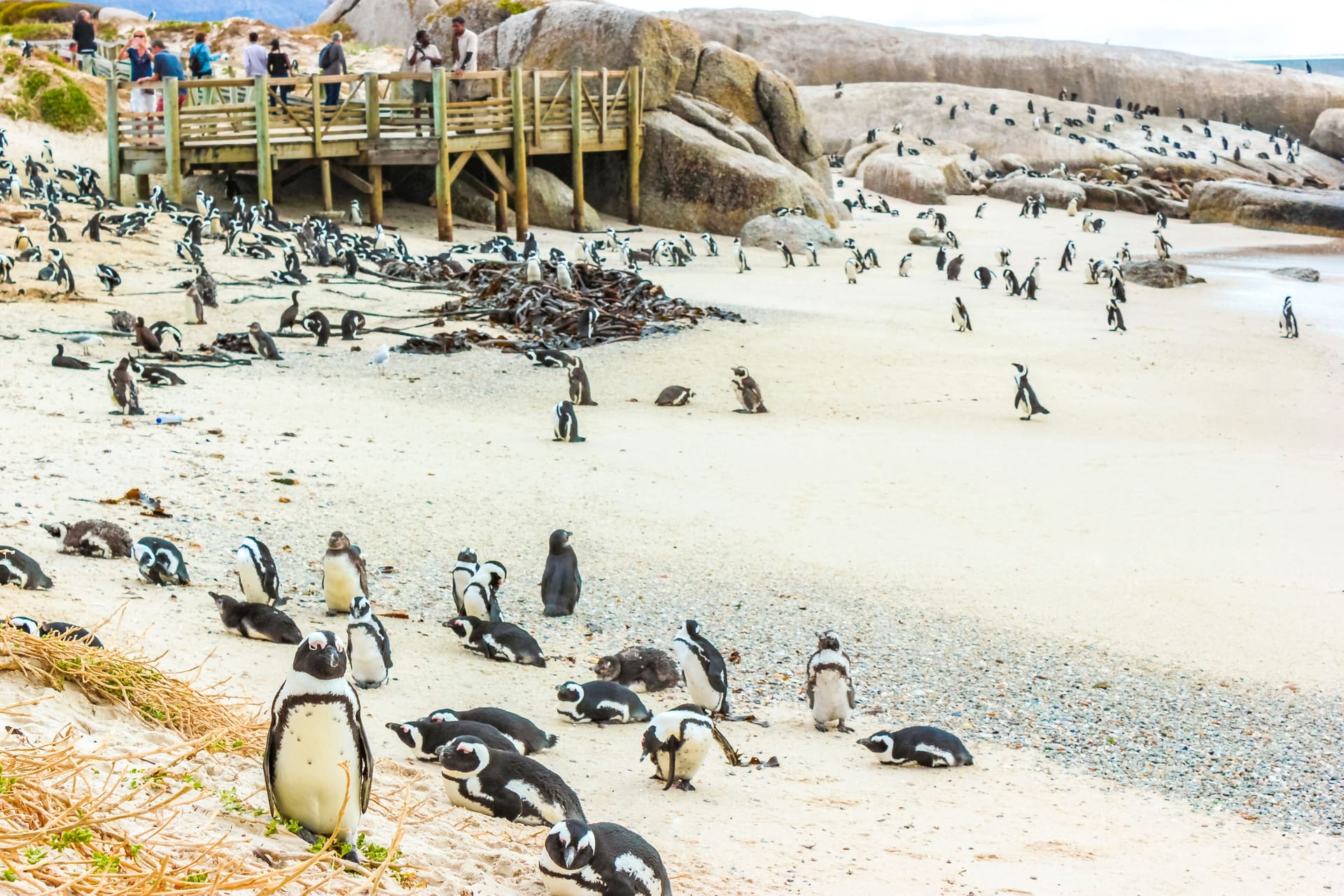 Simonstad: Am Strand des Stadtteils von Kapstadt leben Pinguine. Besucher bestaunen sie von einem Steg aus.