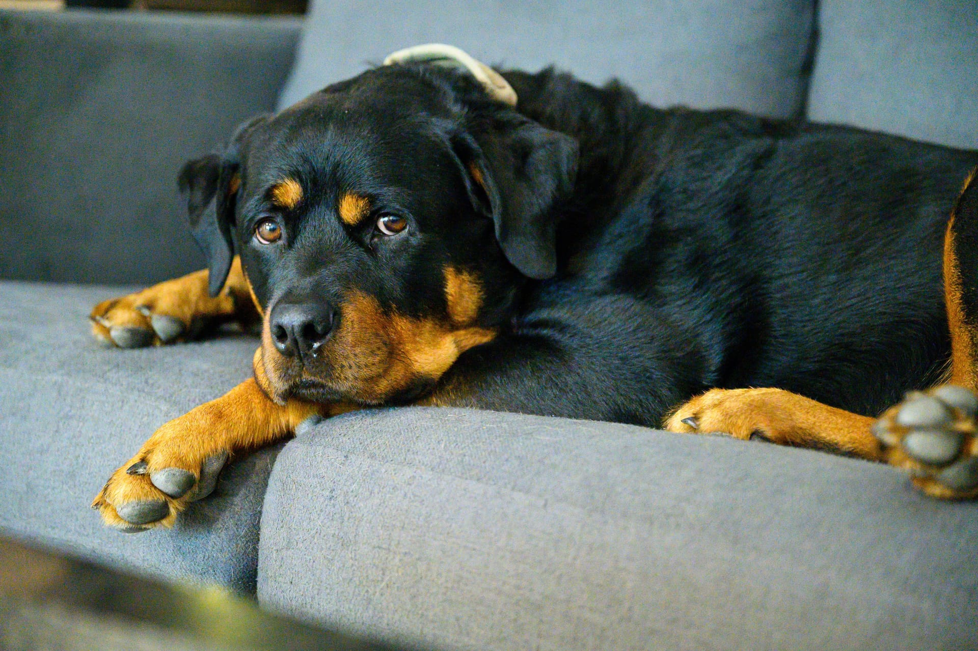 Rottweiler dog resting on a grey sofa indoors