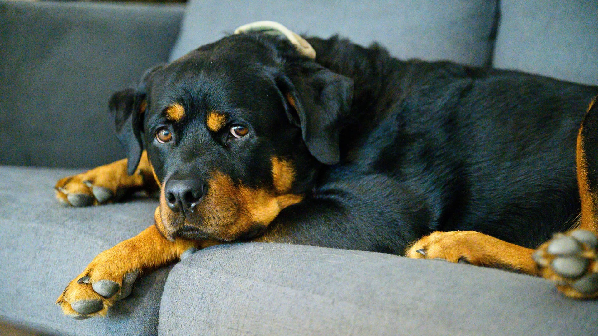 Rottweiler dog resting on a grey sofa indoors