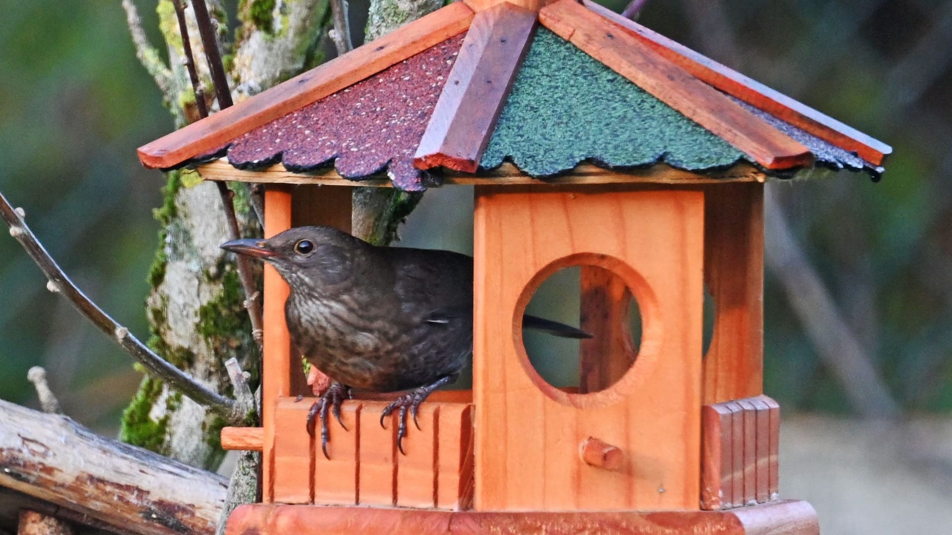 Nabu-Aktion "Stunde der Wintervögel"