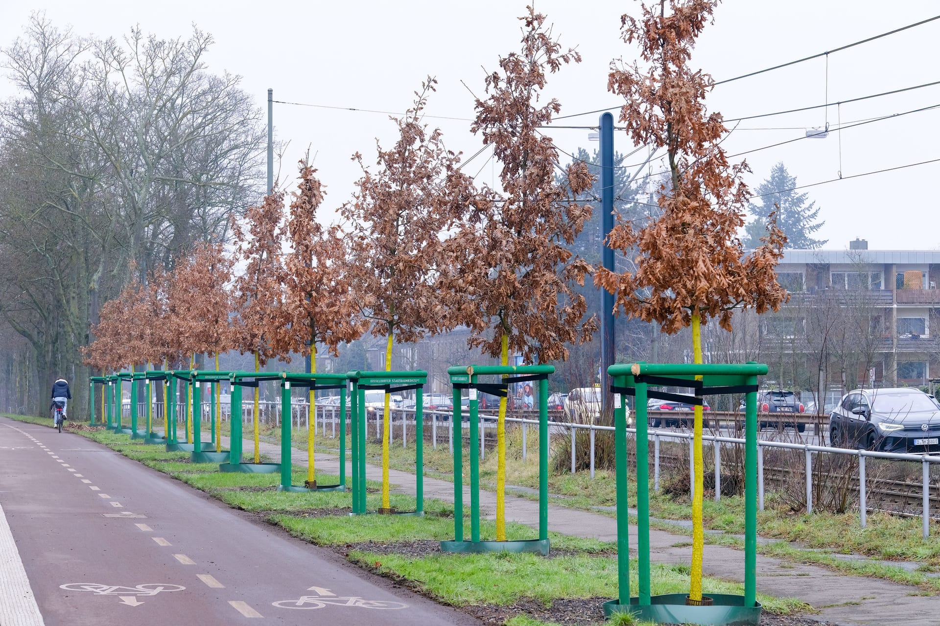 Zu den Pflanzungen gehören 16 Ungarische Eichen an der Witzelstraße: Die Stadt hat hier vorhandene Baumstandorte saniert und mit neuen Bäumen bepflanzt.