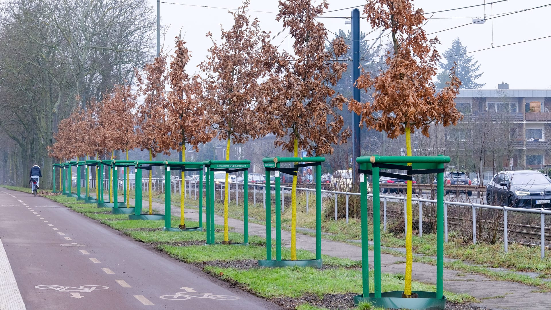 Zu den Pflanzungen gehören 16 Ungarische Eichen an der Witzelstraße: Die Stadt hat hier vorhandene Baumstandorte saniert und mit neuen Bäumen bepflanzt.