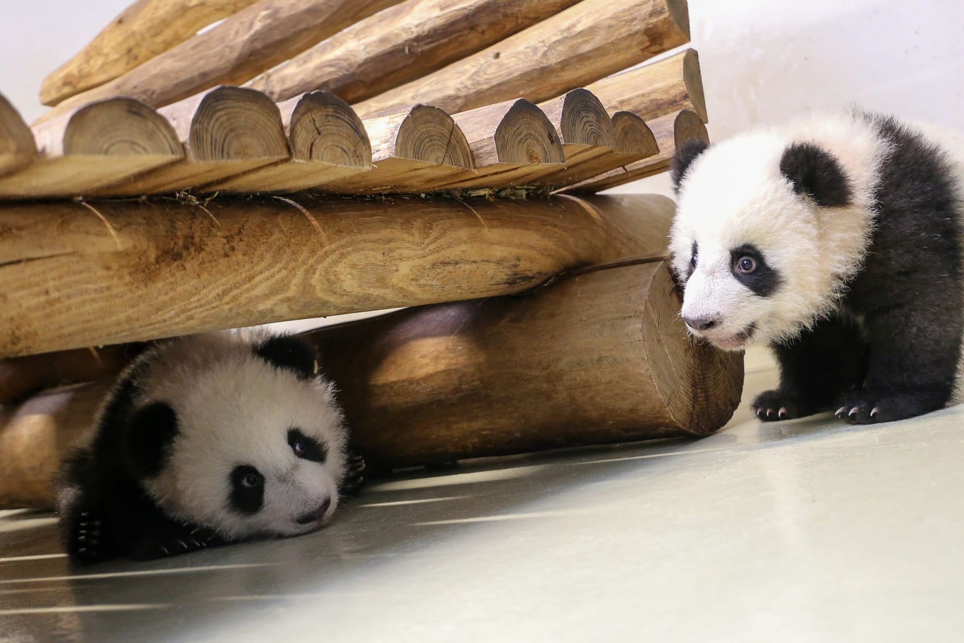 Die Panda-Zwillinge Leni und Lotti im Berliner Zoo: Sie machen nun ihre ersten Schritte.