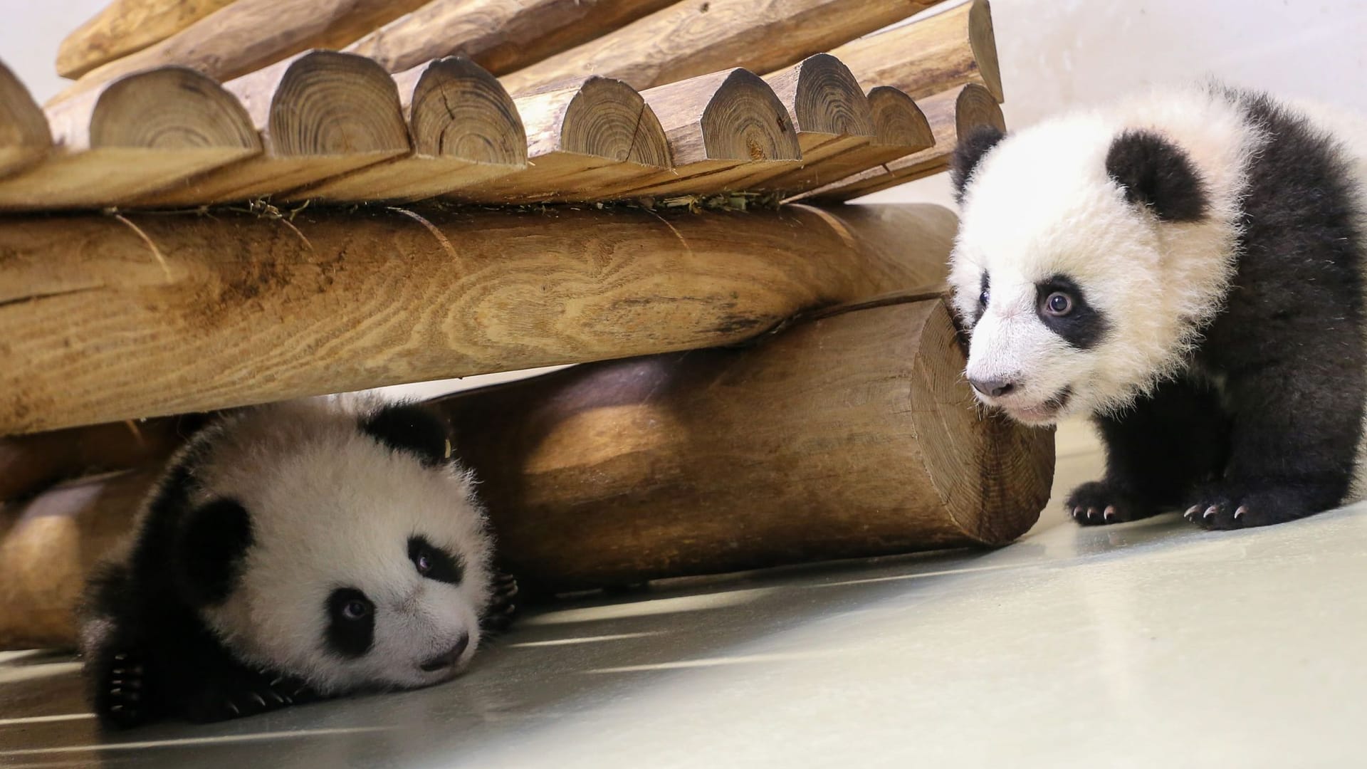 Die Panda-Zwillinge Leni und Lotti im Berliner Zoo: Sie machen nun ihre ersten Schritte.