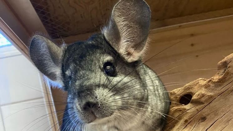 Chinchillas können bis zu 20 Jahre alt werden: Muss Buzz bis zu seinem Lebensabend im Tierheim bleiben?