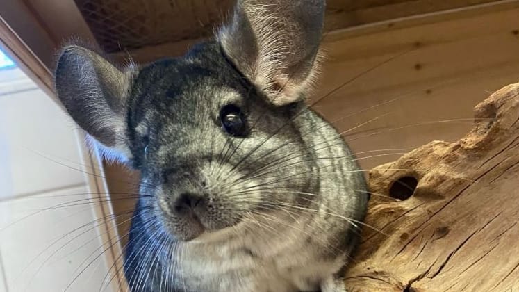 Chinchillas können bis zu 20 Jahre alt werden: Muss Buzz bis zu seinem Lebensabend im Tierheim bleiben?