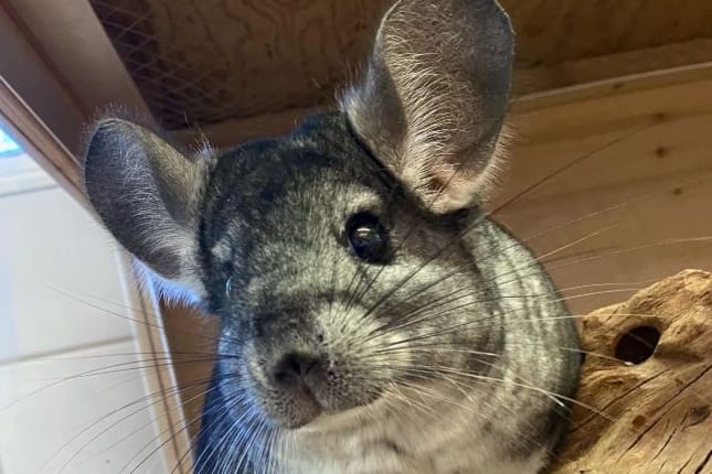 Chinchillas können bis zu 20 Jahre alt werden: Muss Buzz bis zu seinem Lebensabend im Tierheim bleiben?