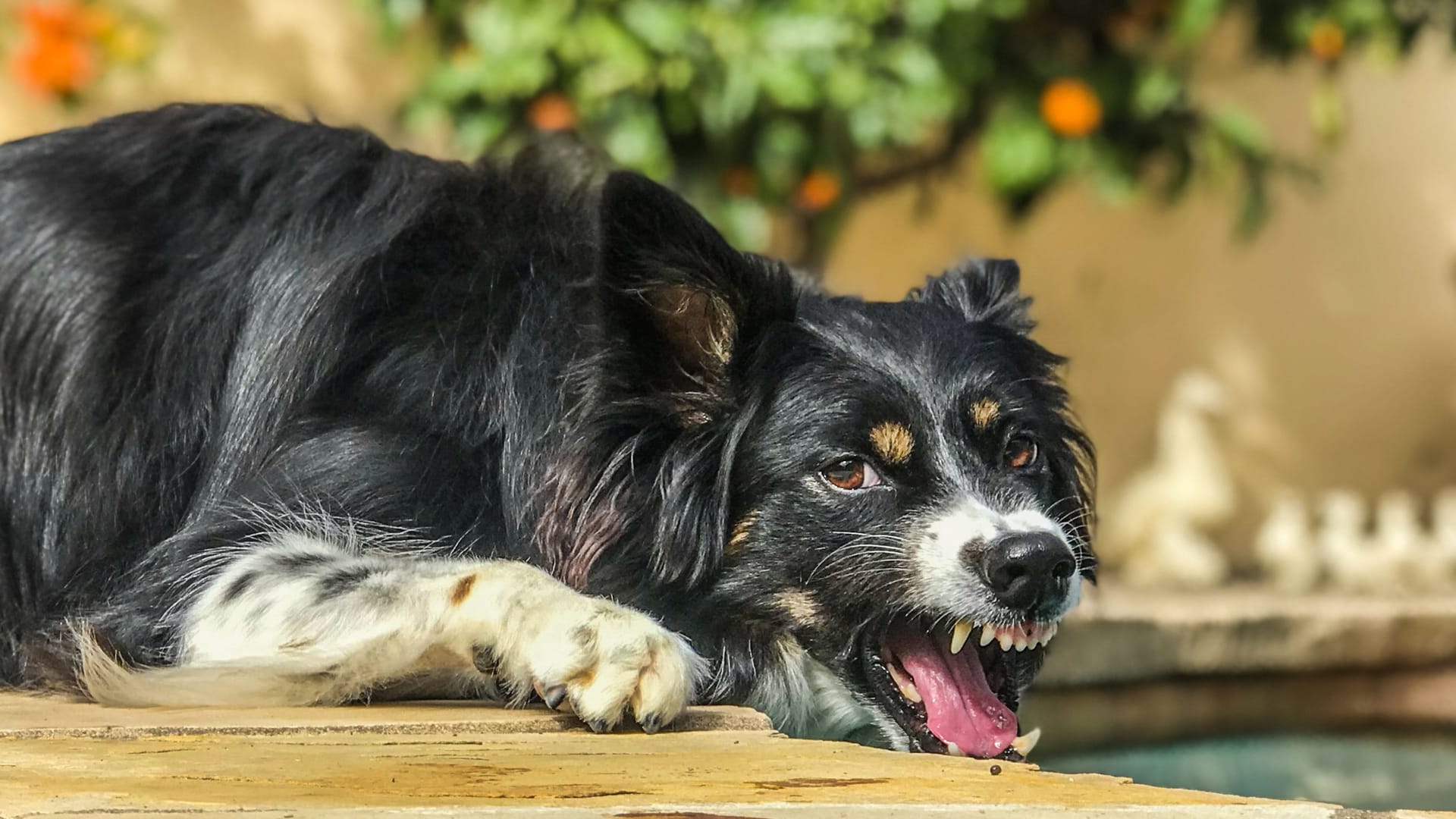 Ein Border Collie (Symbolbild): Das gesuchte Tier soll Ähnlichkeiten mit der Hunderasse haben.