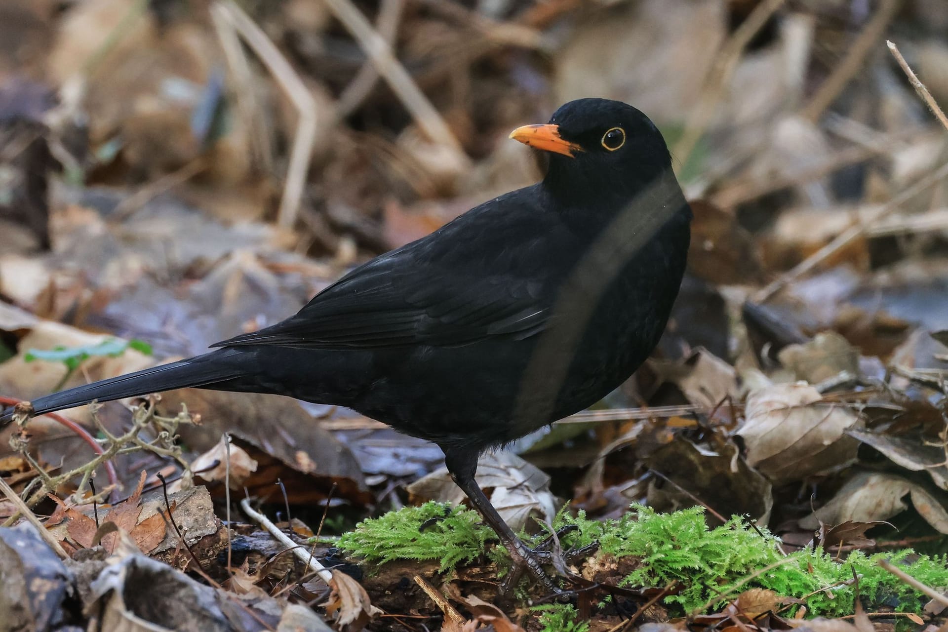 Wintervögel - Amsel