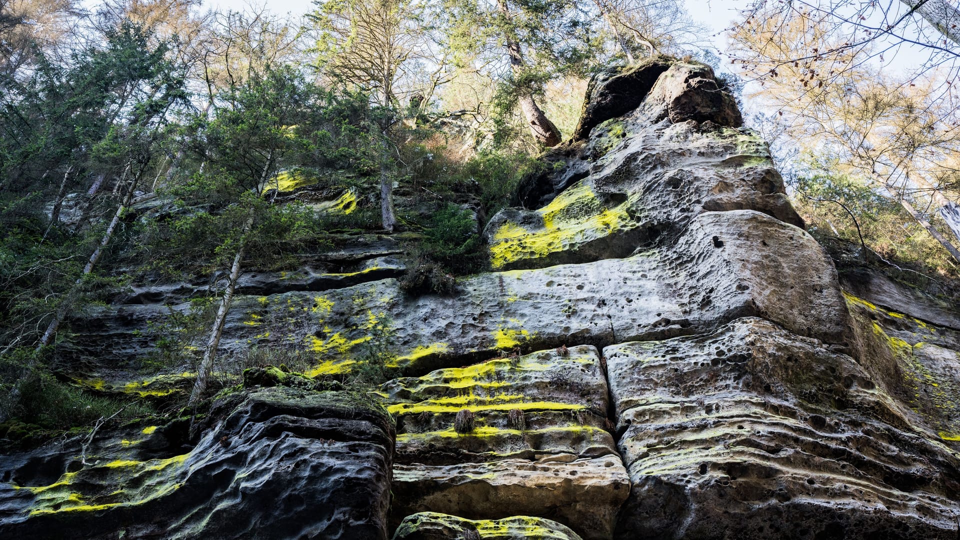 Leuchtend Gelbe Schwefelflechte an einem Felsen entlang des Polenztalwegs: Ihre auffällige Färbung verdankt sie ihren Flechtensäuren.