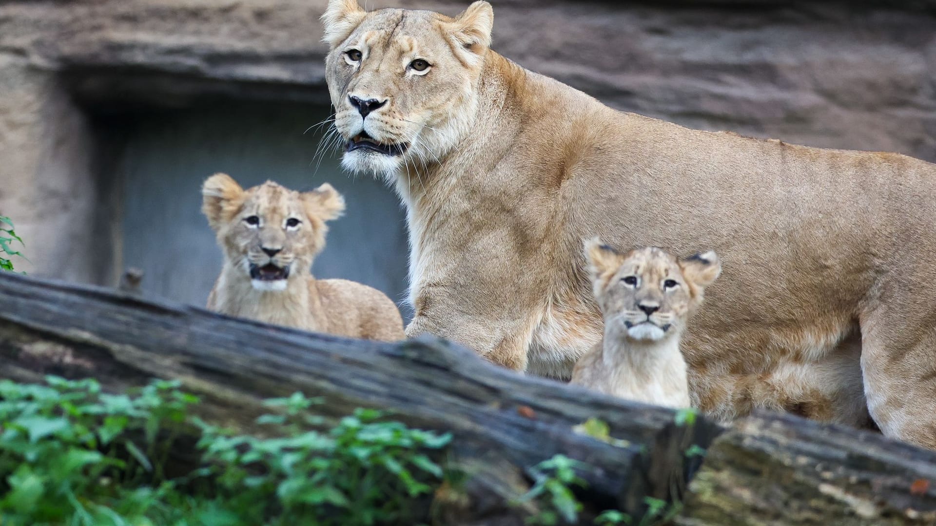 Löwenbabys im Leipziger Zoo