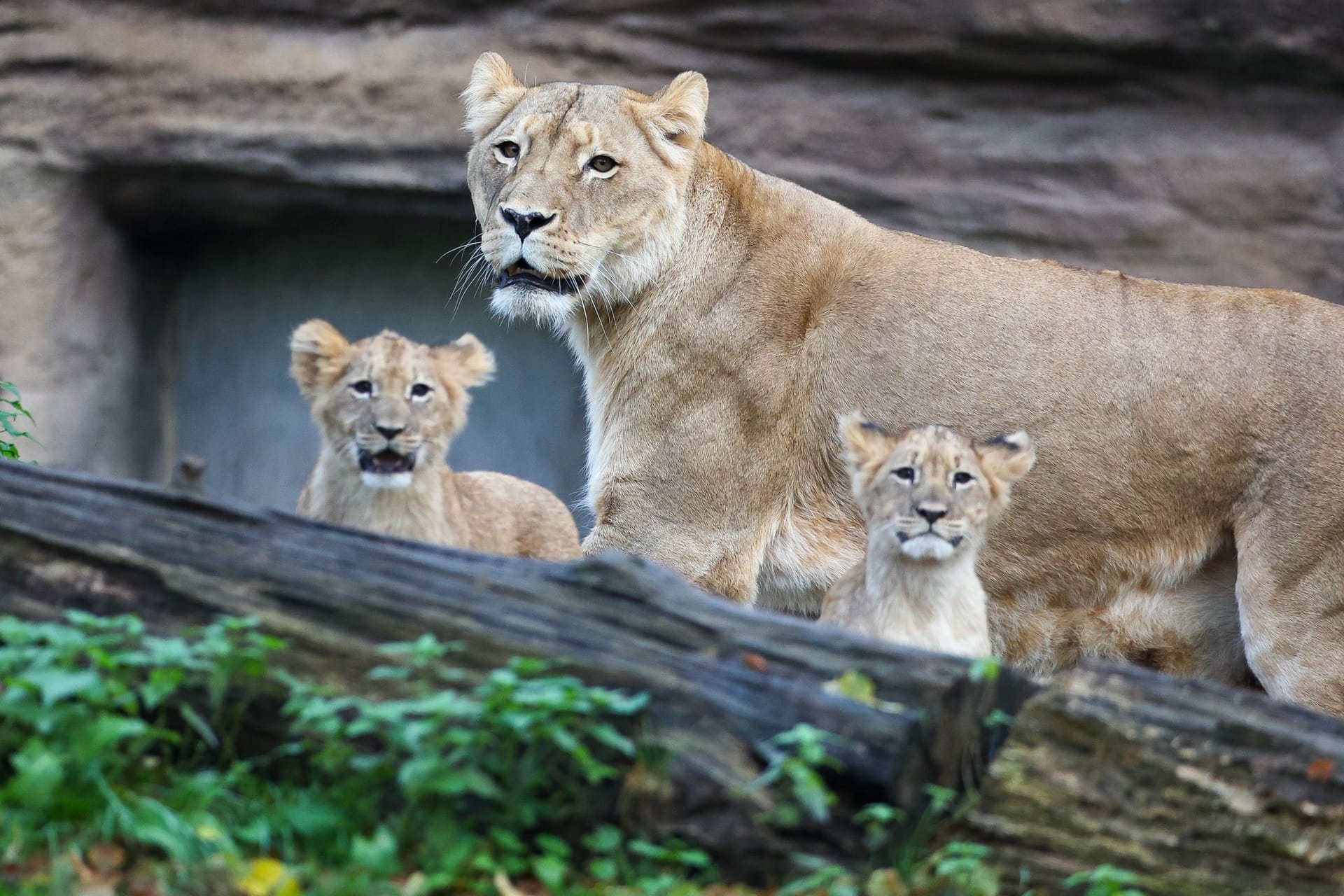 Löwenbabys im Leipziger Zoo