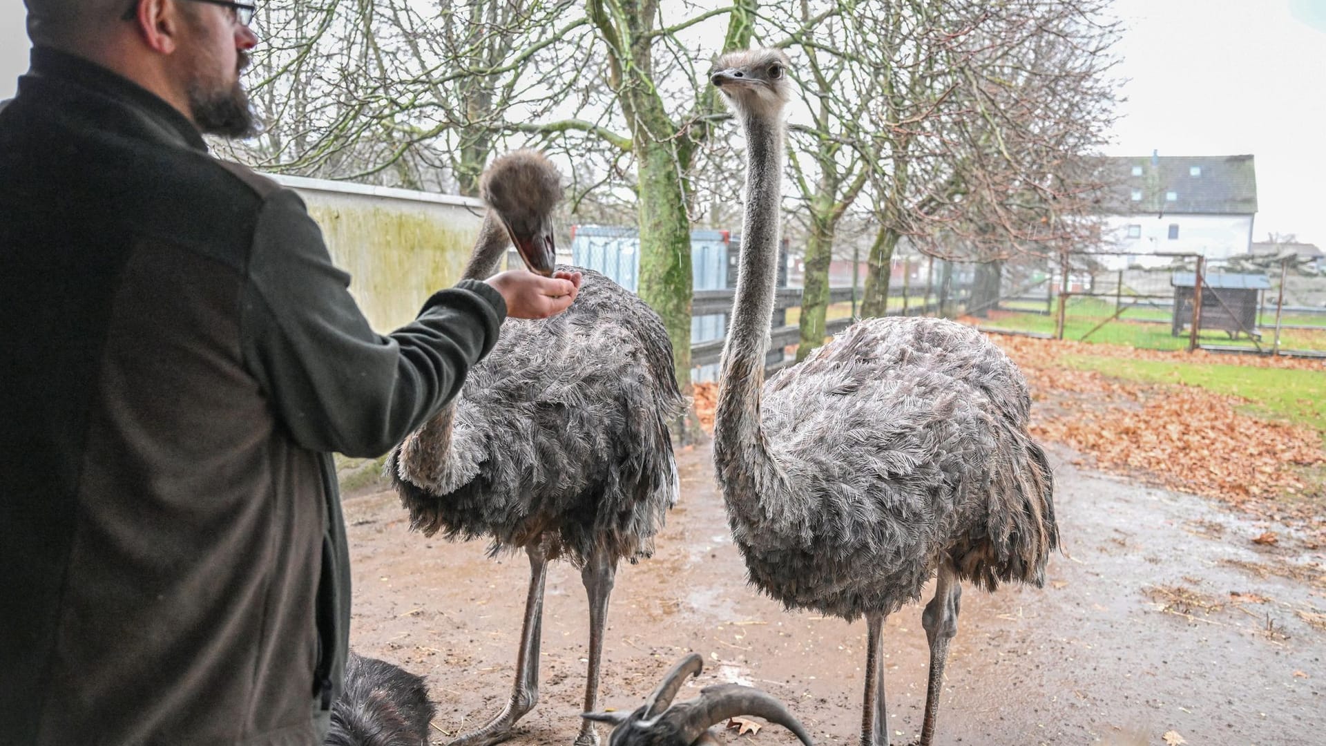 Vogelgrippe Landkreis Karlsruhe