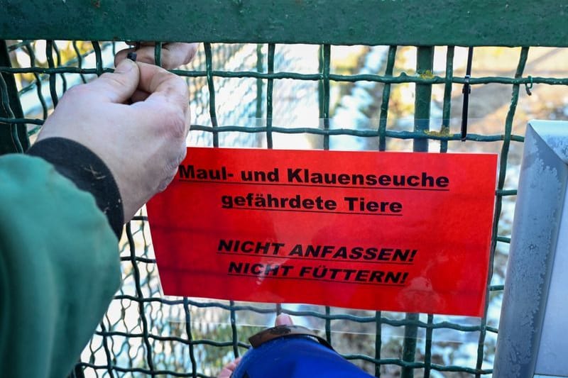 Mitarbeiter bringen am Tierhof Alt-Marzahn Schilder an, die auf die durch die Maul- und Klauenseuche gefährdeten Tiere hinweisen.