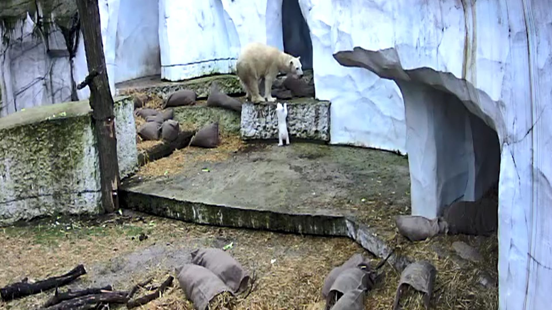 Eisbären im Karlsruher Zoo