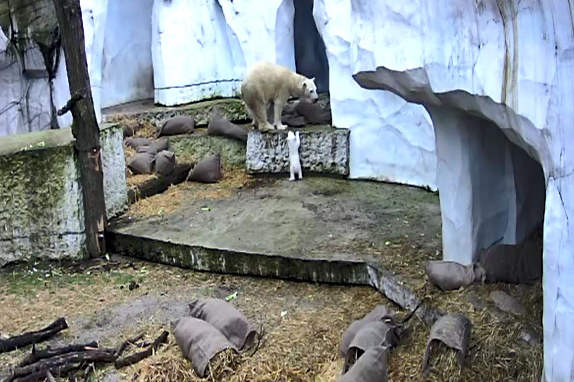 Eisbären im Karlsruher Zoo