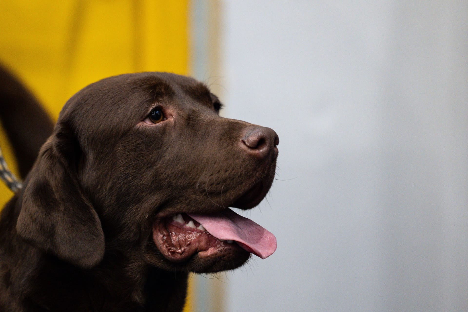 Chocolate Labrador Retriever Close-Up