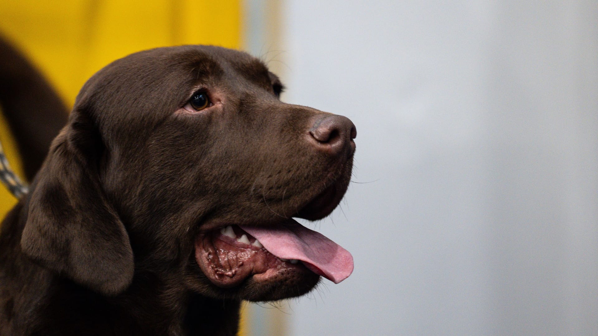 Chocolate Labrador Retriever Close-Up