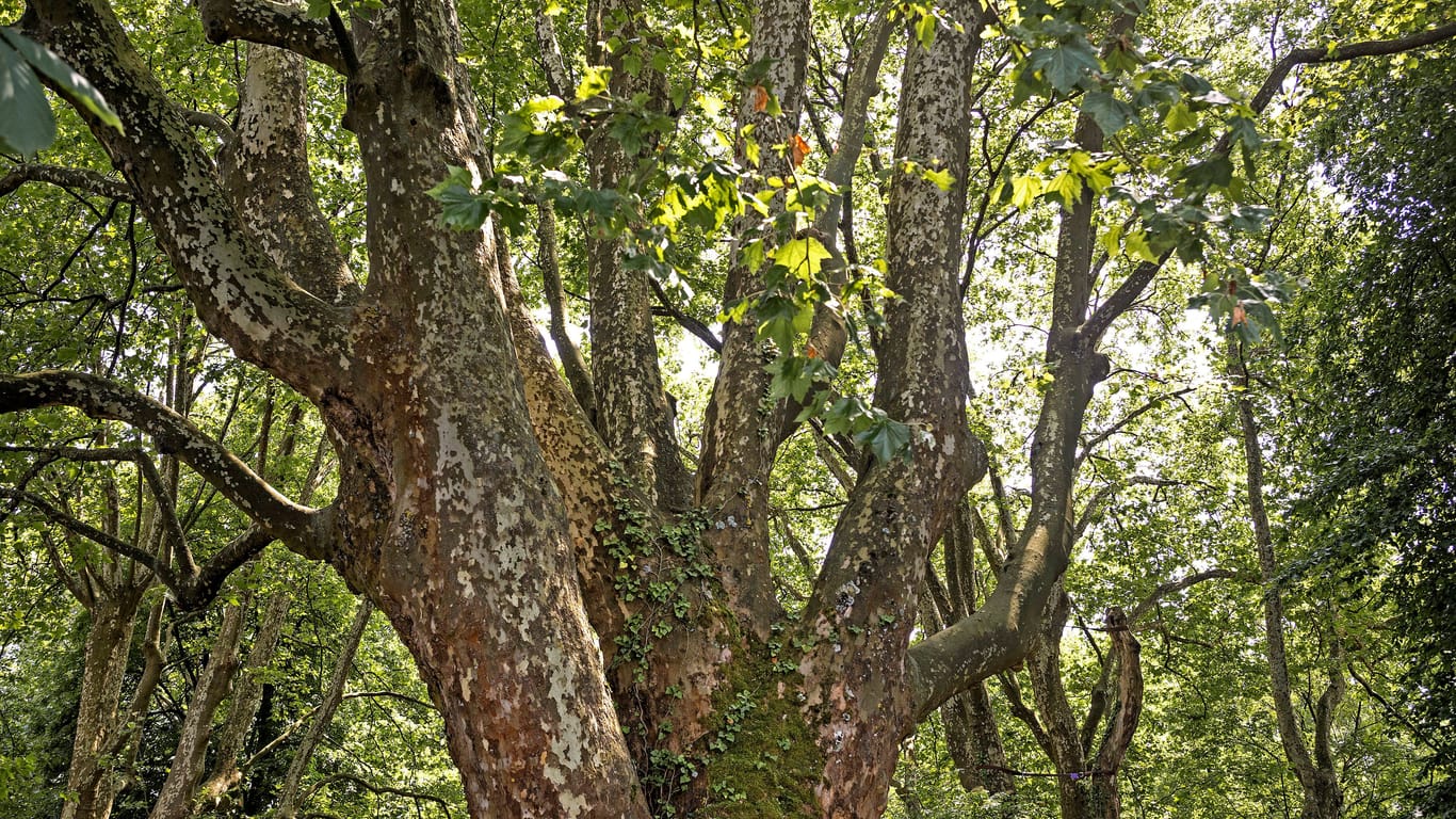 Dachplatane im Garten Vor und Nachteile des Laubbaums
