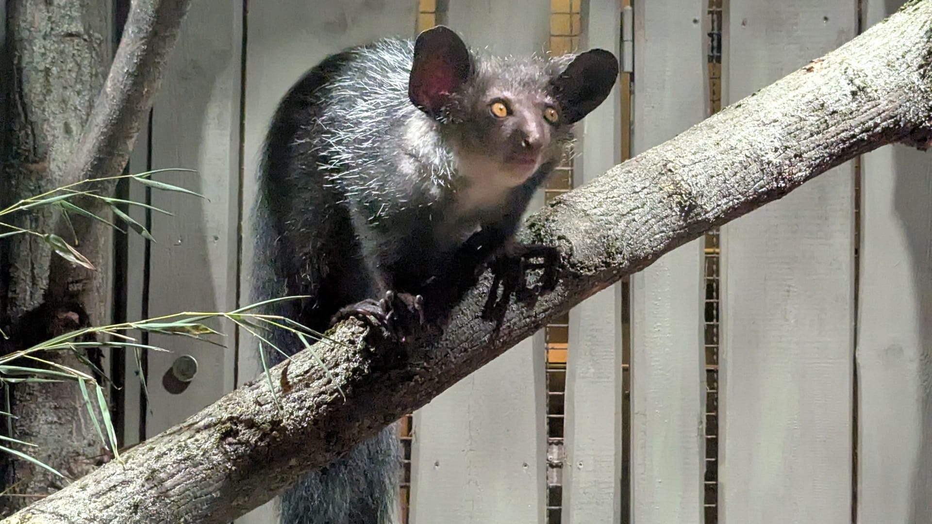 Neuankömmling "Vassago" sitzt auf einem Baum im Tierpark Berlin.