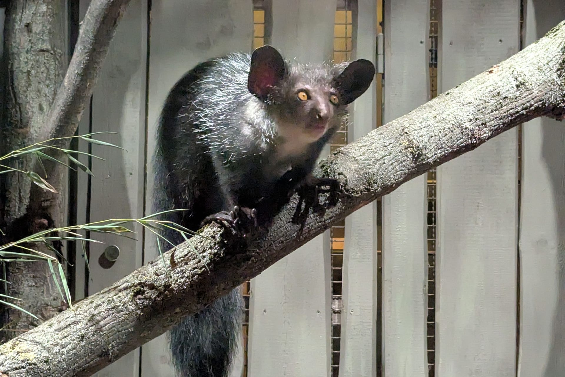 Neuankömmling "Vassago" sitzt auf einem Baum im Tierpark Berlin.