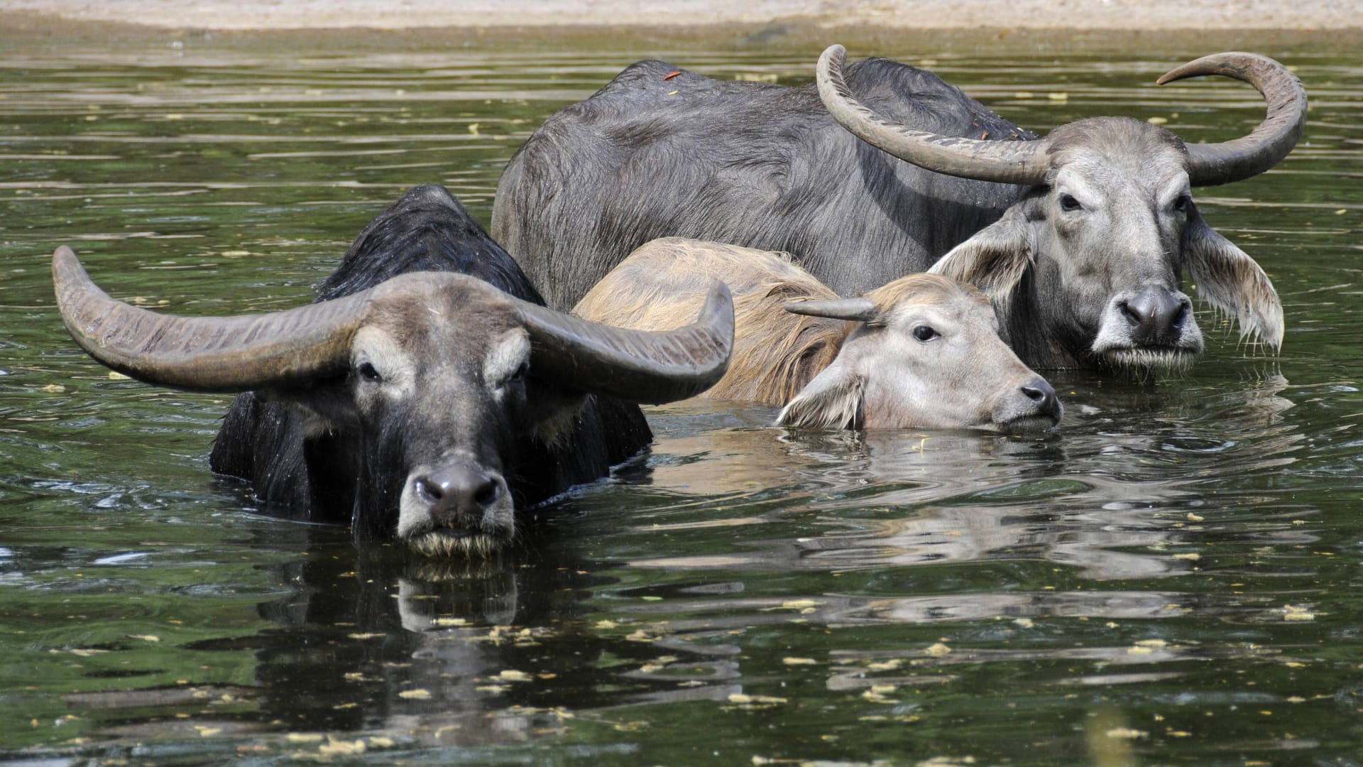 Wasserbüffel im Berliner Tierpark (Archivbild): Nach drei Wochen Schließung öffnet der Tierpark wieder seine Pforten.