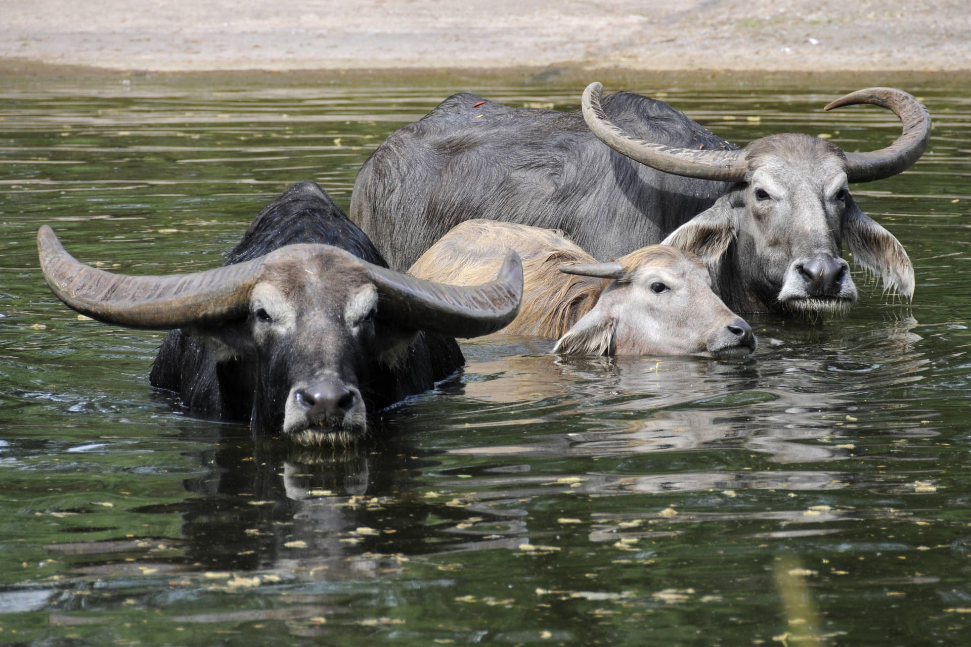 Wasserbüffel im Berliner Tierpark (Archivbild): Nach drei Wochen Schließung öffnet der Tierpark wieder seine Pforten.