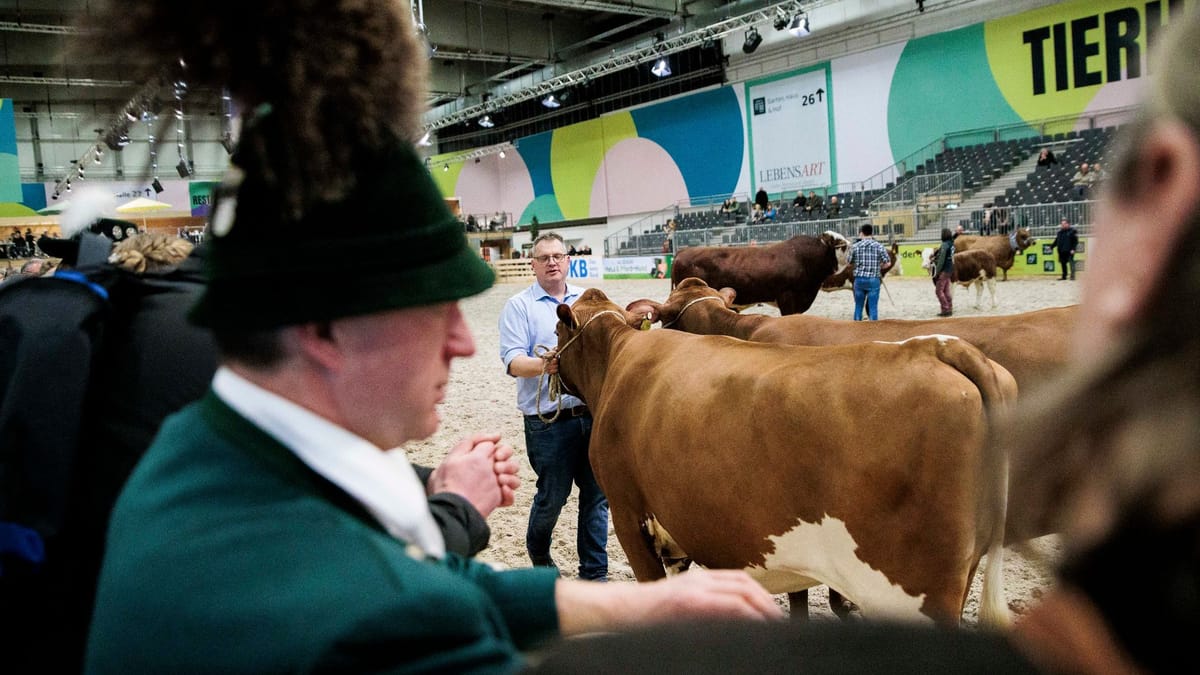 wegen-tierseuche-agrarbranche-vor-gr-ner-woche-unter-druck