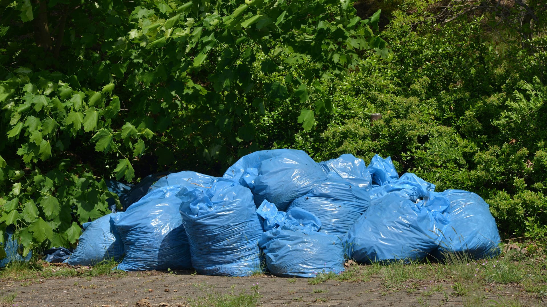 Müllsäcke an einem Gebüsch (Symbolbild): Die Kadaver wurden entsorgt.