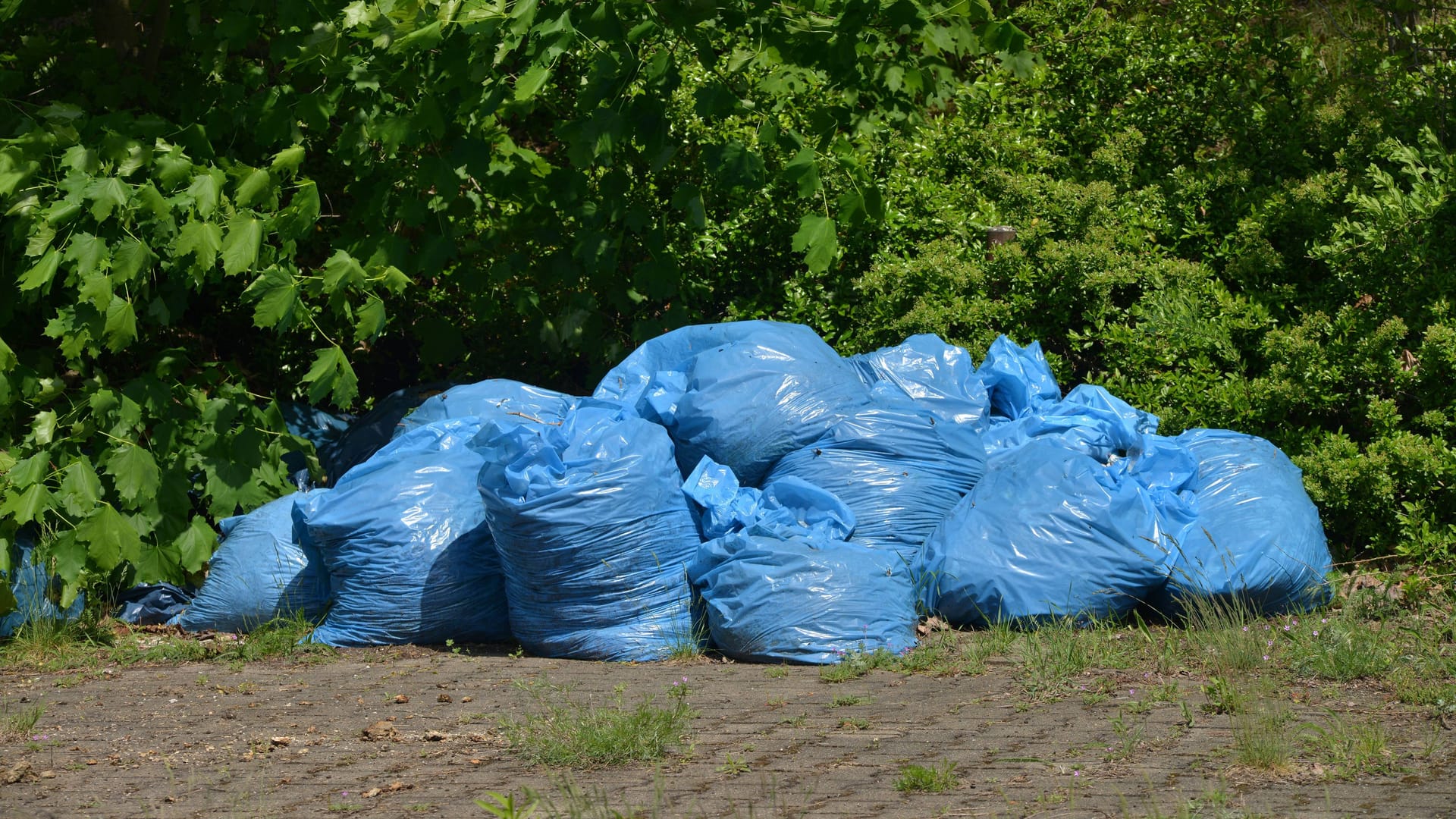 Müllsäcke an einem Gebüsch (Archivbild): Die Kadaver wurden entsorgt.