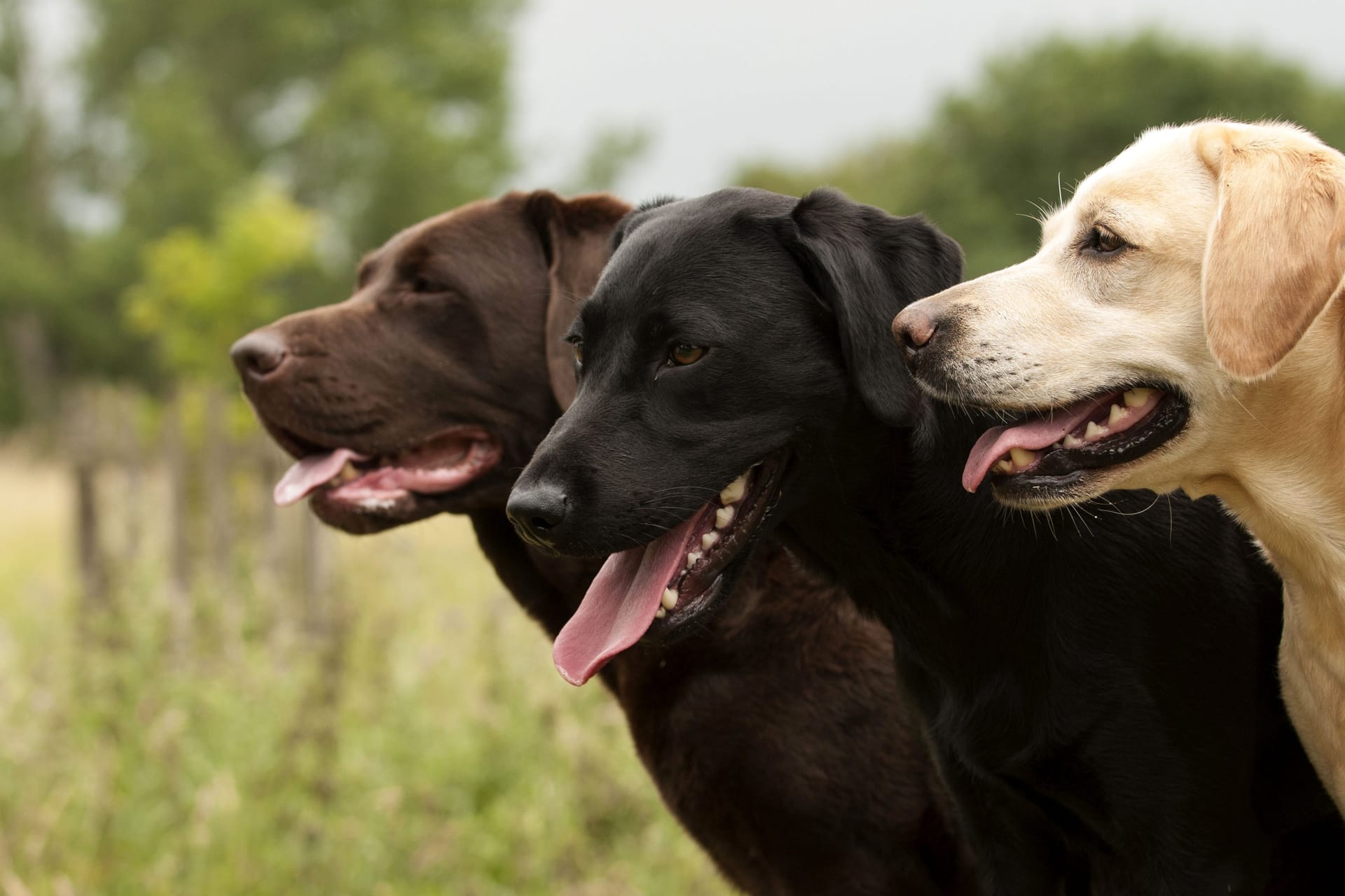 Der Labrador Retriever: Die Hunderasse gibt es in unterschiedlichen Fellfarben.
