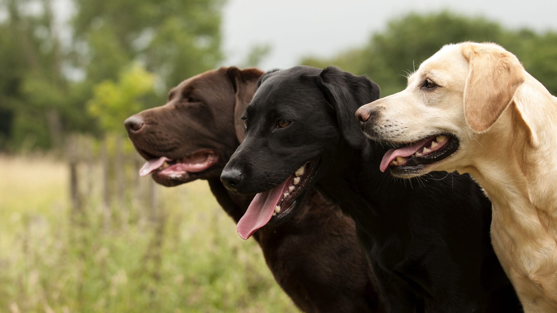 Der Labrador Retriever: Die Hunderasse gibt es in unterschiedlichen Fellfarben.