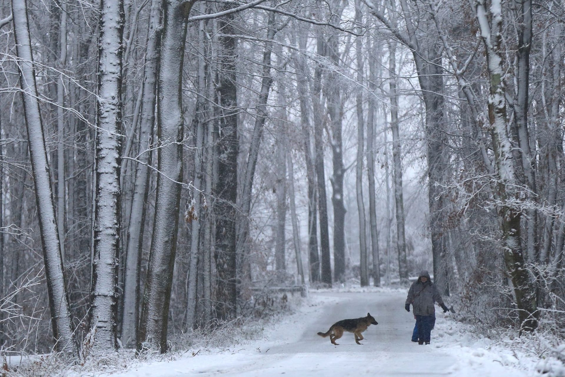 Schnee in NRW - Warnung vor Spaziergang im Wald