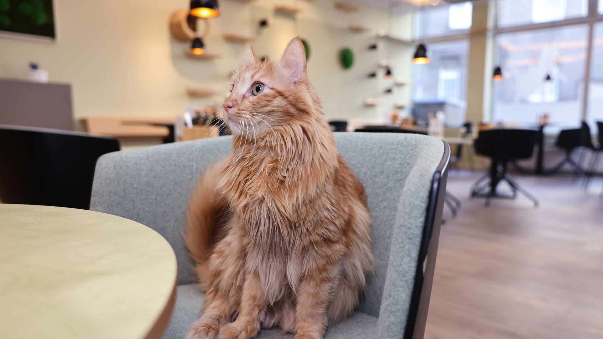 Eine Katze in einer Katzentempel-Filiale (Archivbild): In Hannover musste das Lokal schließen.