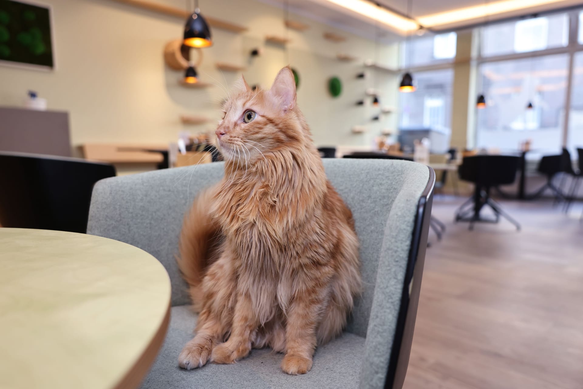 Eine Katze in einer Katzentempel-Filiale (Archivbild): In Hannover musste das Lokal schließen.